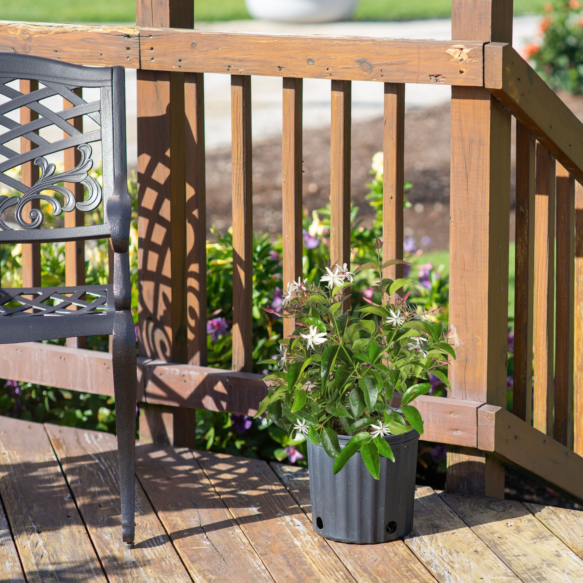 Costa Farms L-JAS-G-POT-01-LW shrubs - View #2