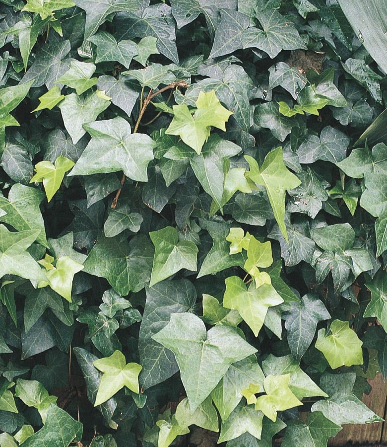 English Ivy - Calloway's Nursery