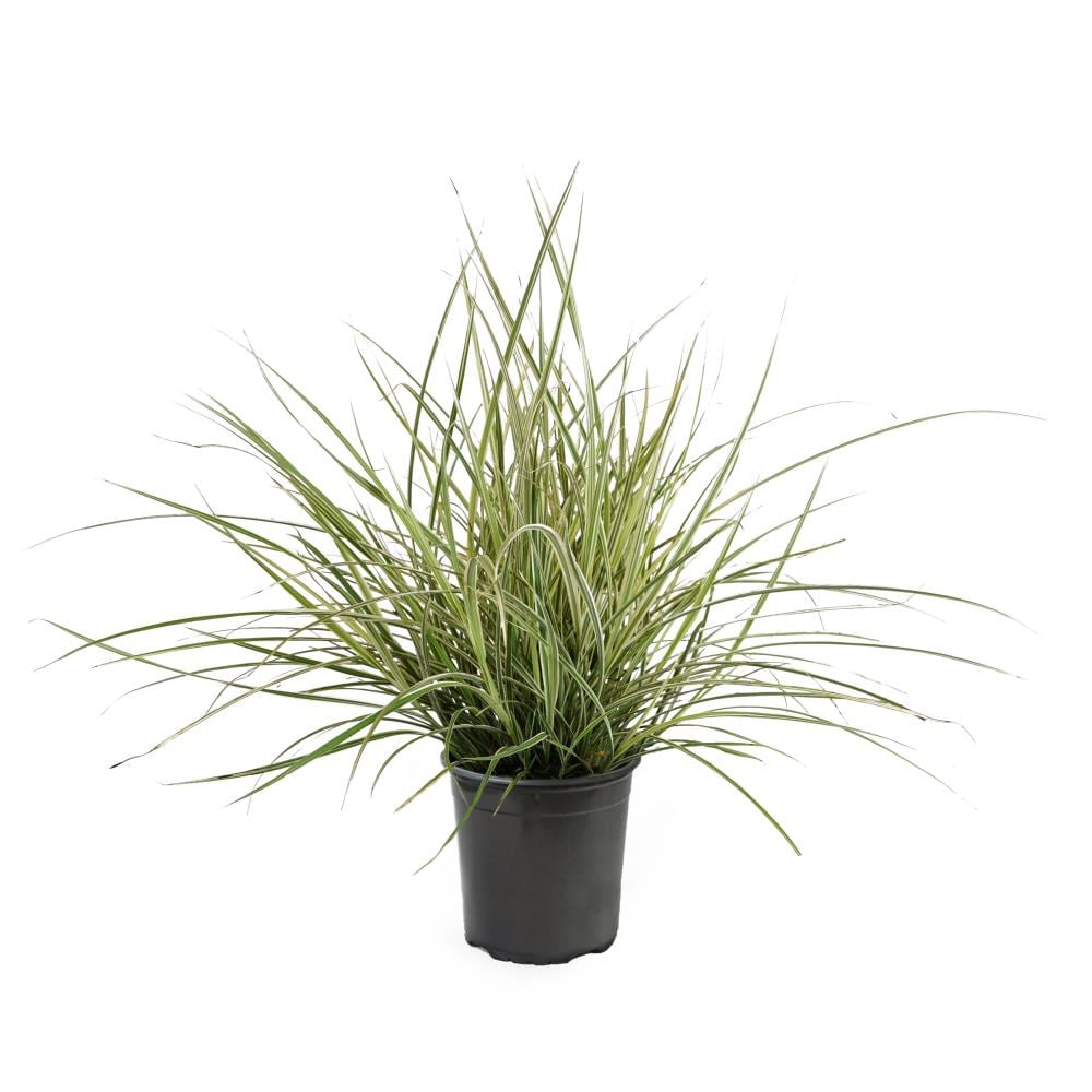 Gardens Alive! Pink Pampas Grass Live Perennial Plant - Fast Growing  Upright Ornamental Grass - Full Sun - 3-in Pot (1-Pack)