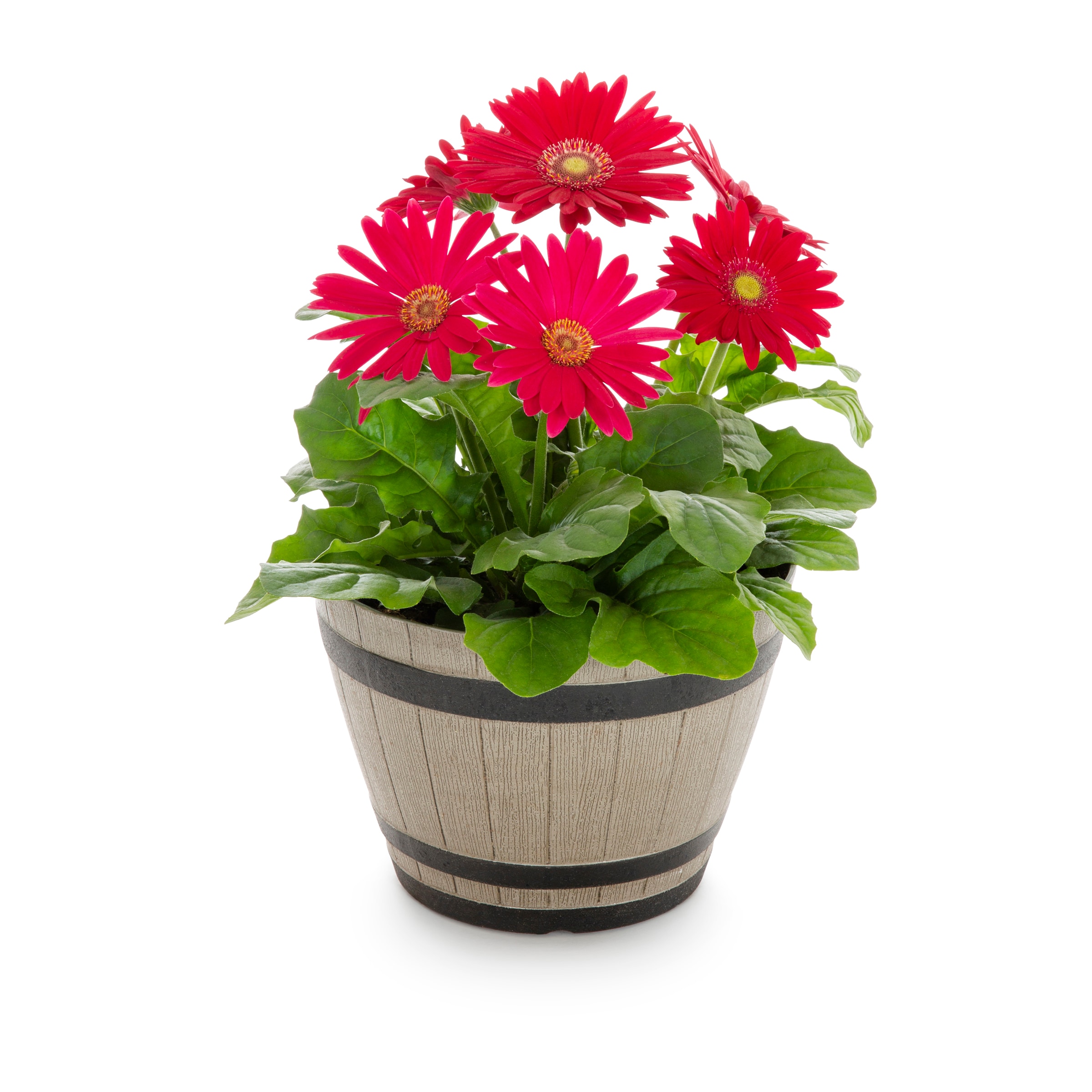 Lowe's Multicolor Gerbera Daisy in 1.15-Gallon (s) Planter in the department at Lowes.com