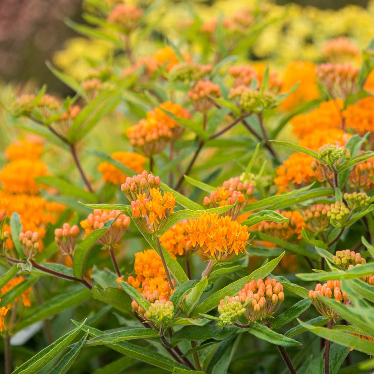 Spring Hill Nurseries 75181 perennials - View #2