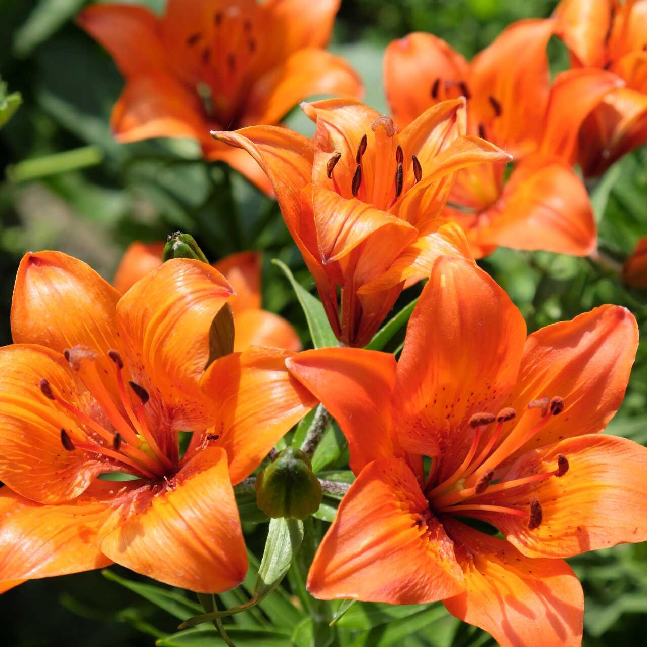 Altman Plants Orange Daylily Plant in 2.5-Quart Pot at Lowes.com