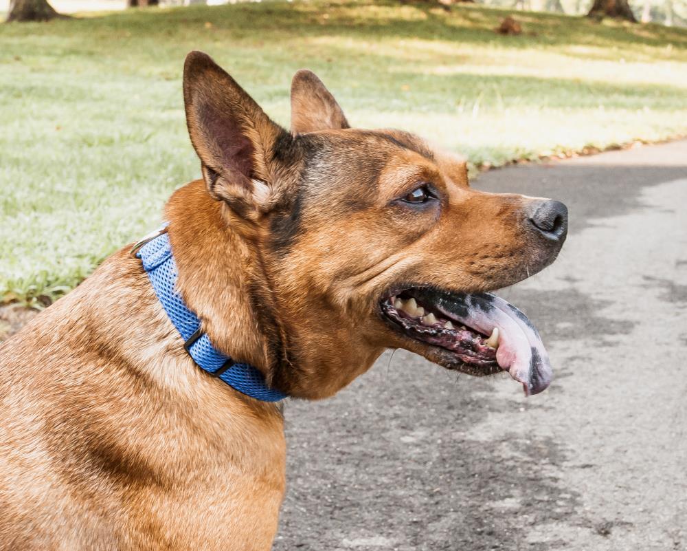 Pet Life CL14BLLG Dog-Collars-Harnesses - View #5