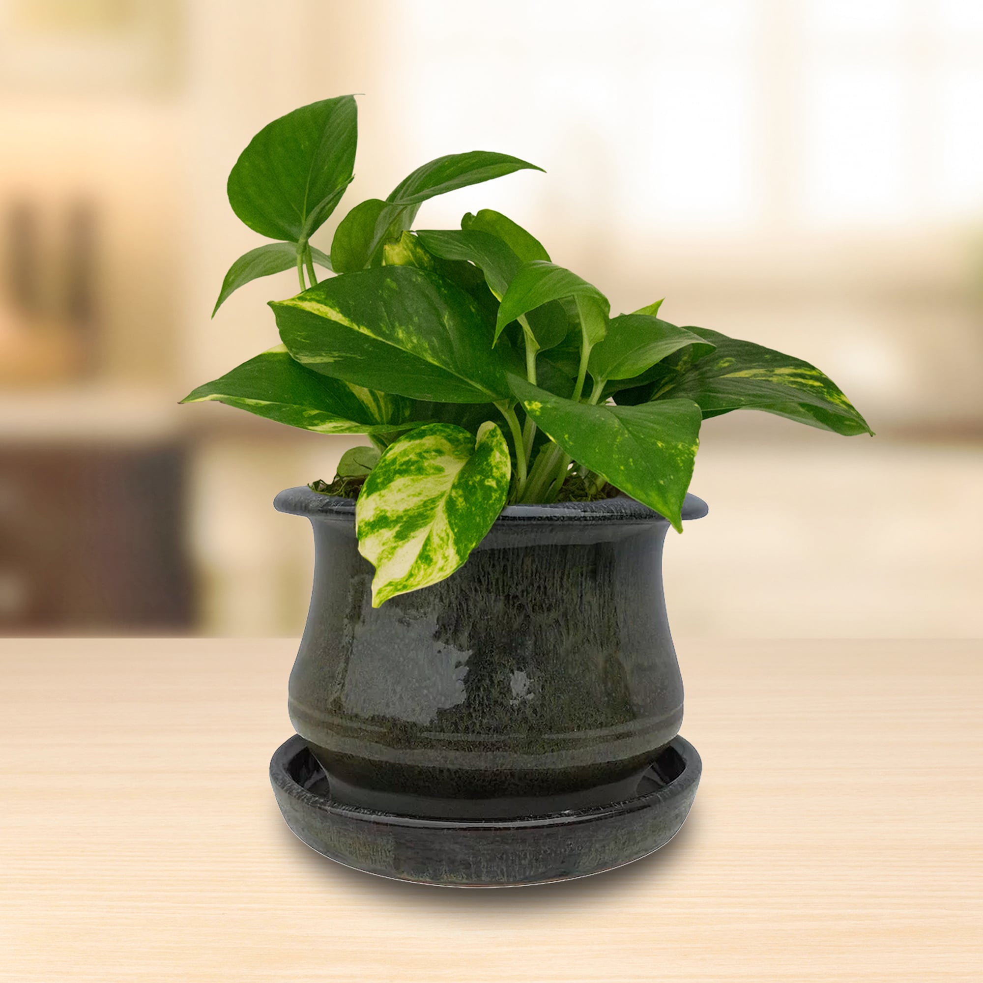 Trendspot LEDB10020-06I Planter-Window-Box - View #2