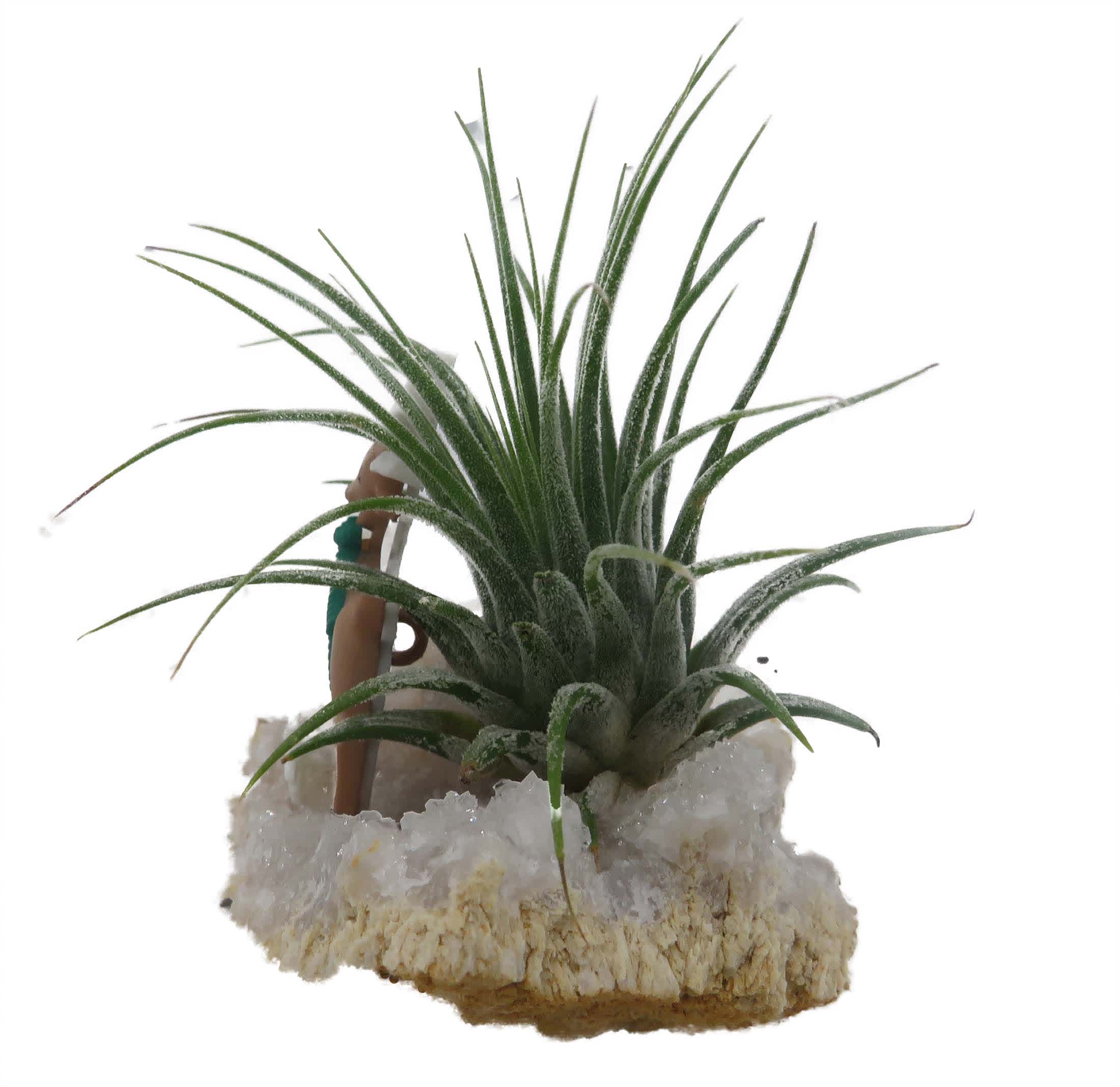 Hirt's Gardens Reindeer Christmas Geode with Live Air Plant ...