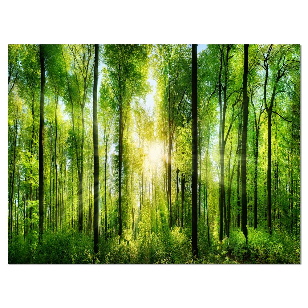 Designart Forest with Rays of Sun Panorama- Landscape Art Print Canvas ...