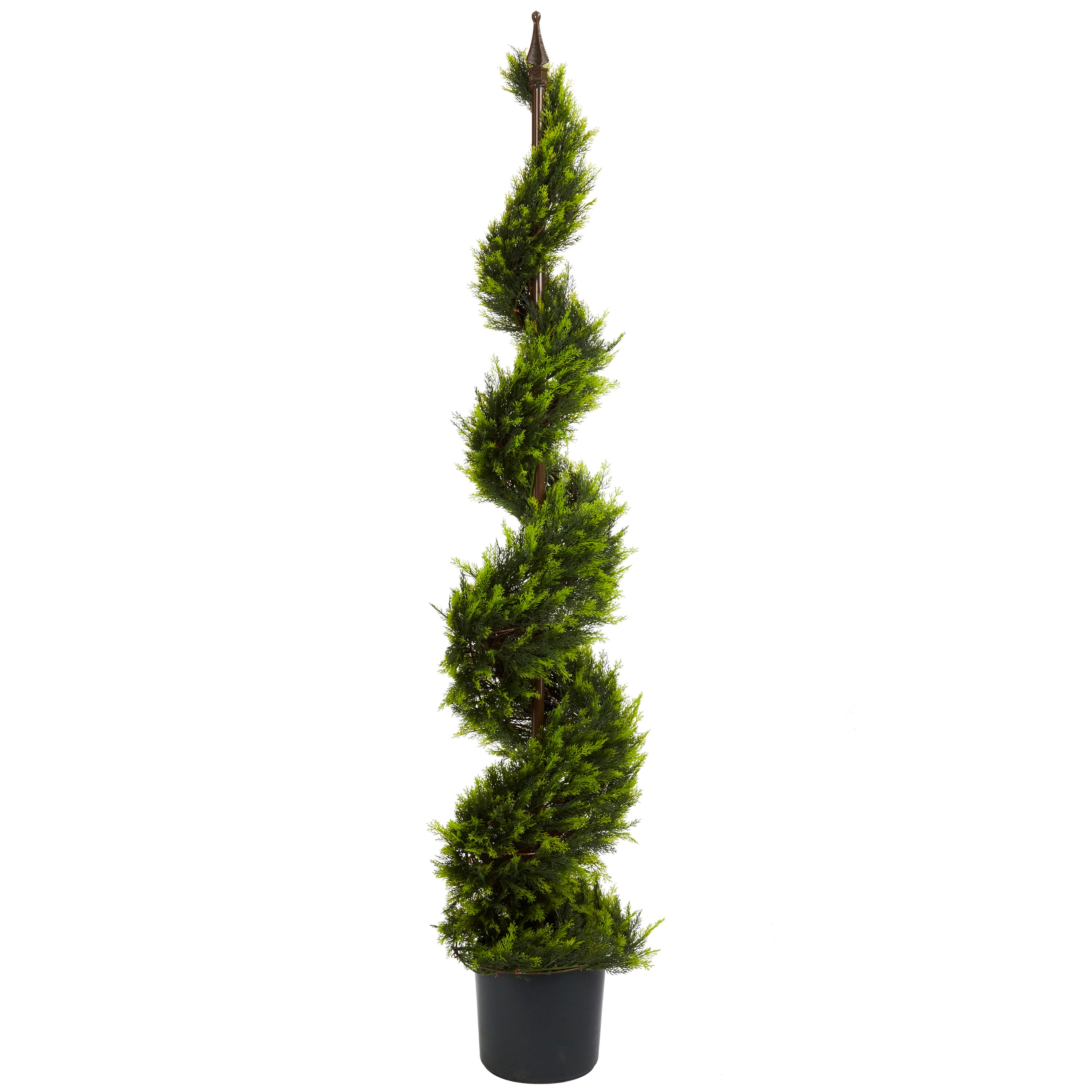  5-ft Cypress Spiral Tree