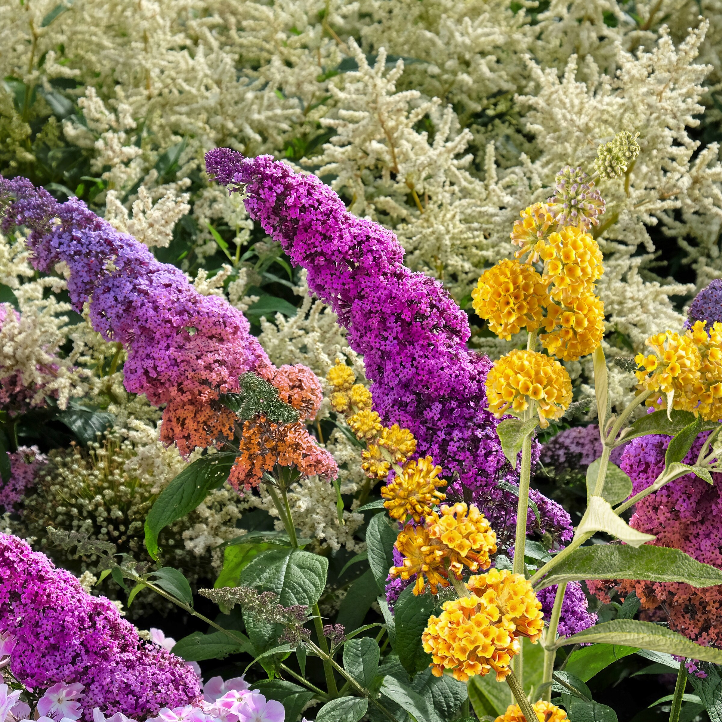 National Plant Network LW1519 shrubs - View #6