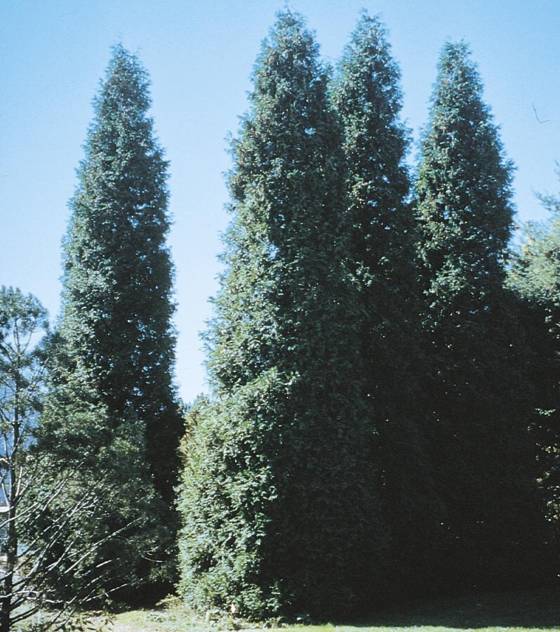 Lowe's 886513050042 Green Giant Arborvitae Screening Shrub In Pot (With Soil)