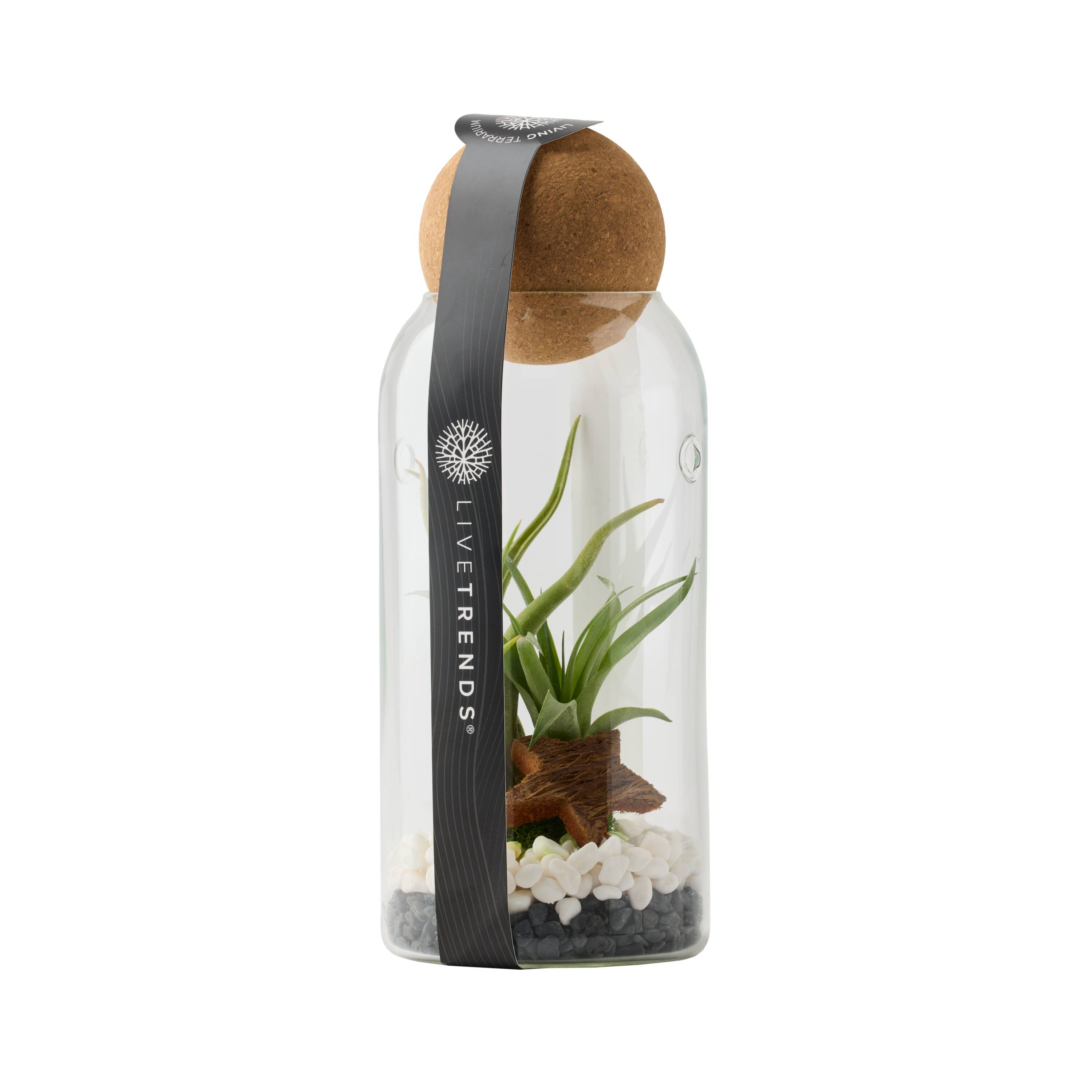 LiveTrends - Winter Blend Glass Air Plant Figurine - Tillandsia Brachycaulos House plant in 5 Inc...