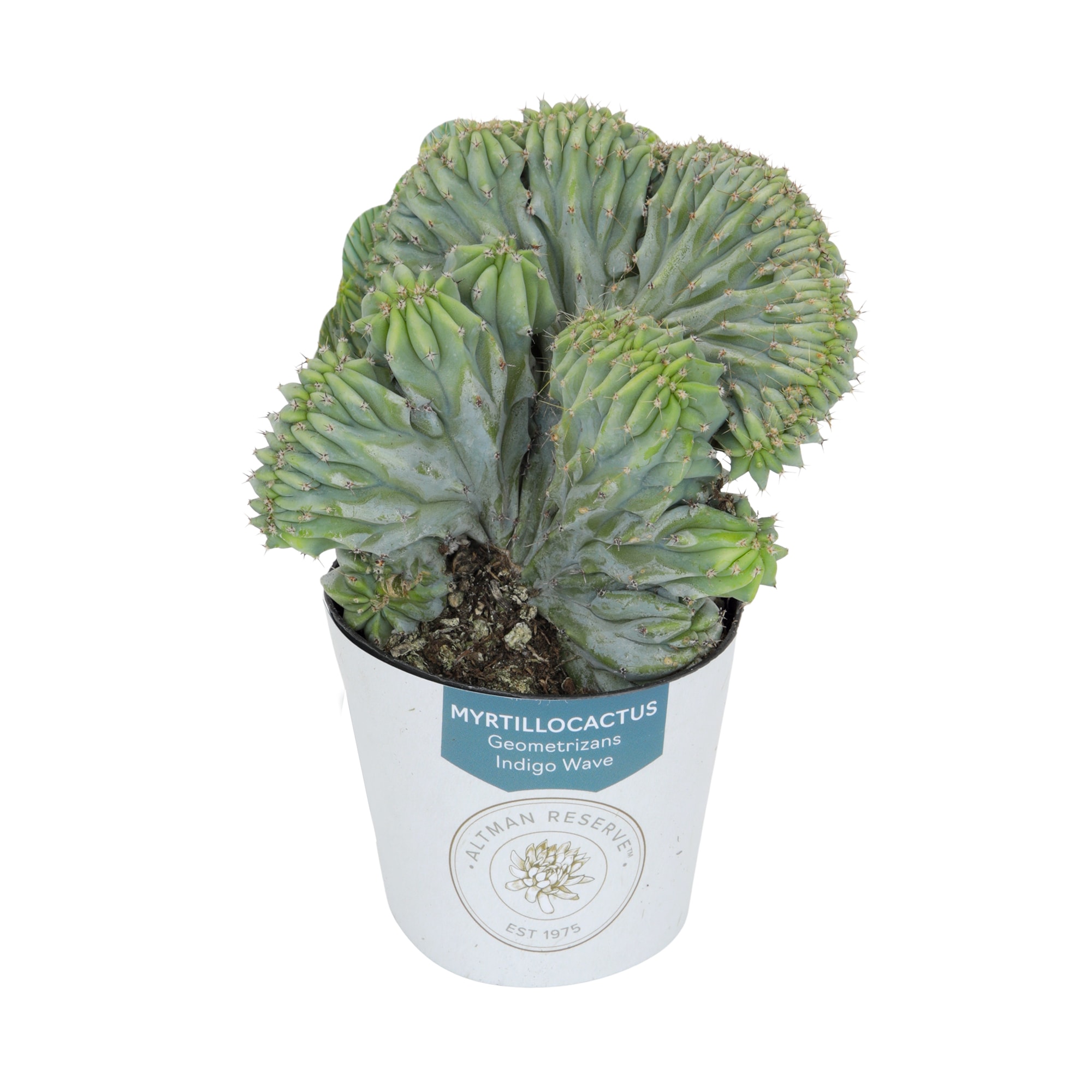 Altman Plants Tanzanian Zipper Plant in 6-in Pot 0872977 at Lowes.com