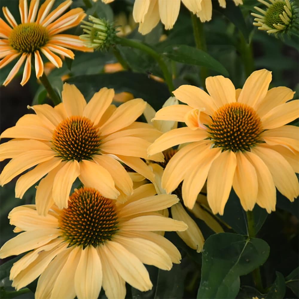 Lowe's 5202240 perennials - View #2