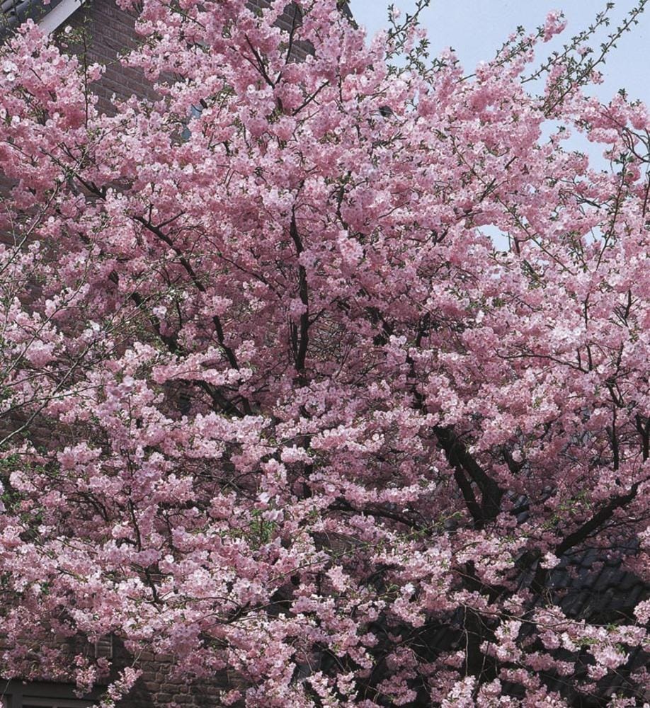 Lowe's 11.1-Gallon (s) Pink Flowering Kwanzan Flowering Cherry In Pot (With  Soil) in the Trees department at