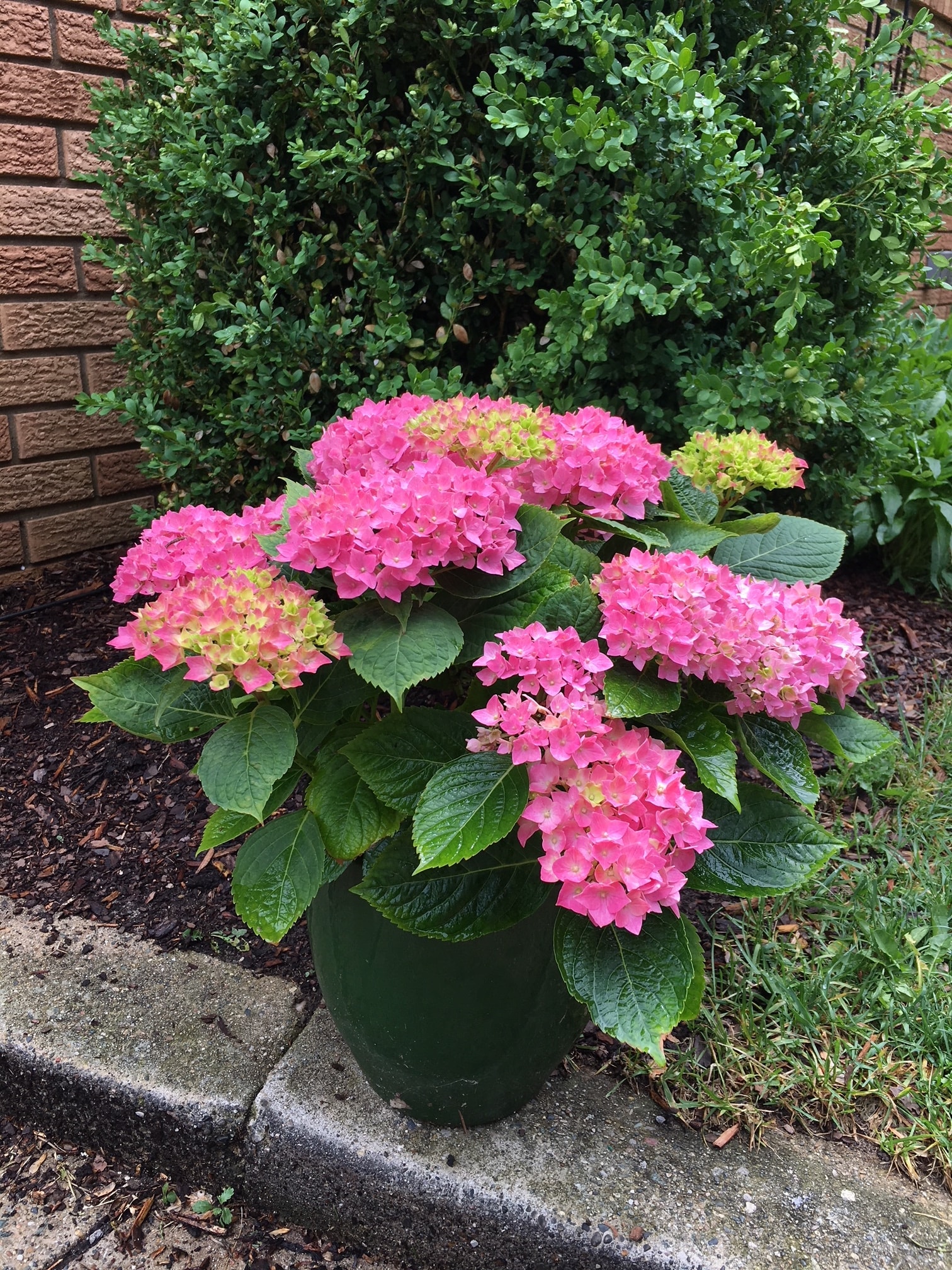 National Plant Network LW1315 shrubs - View #4