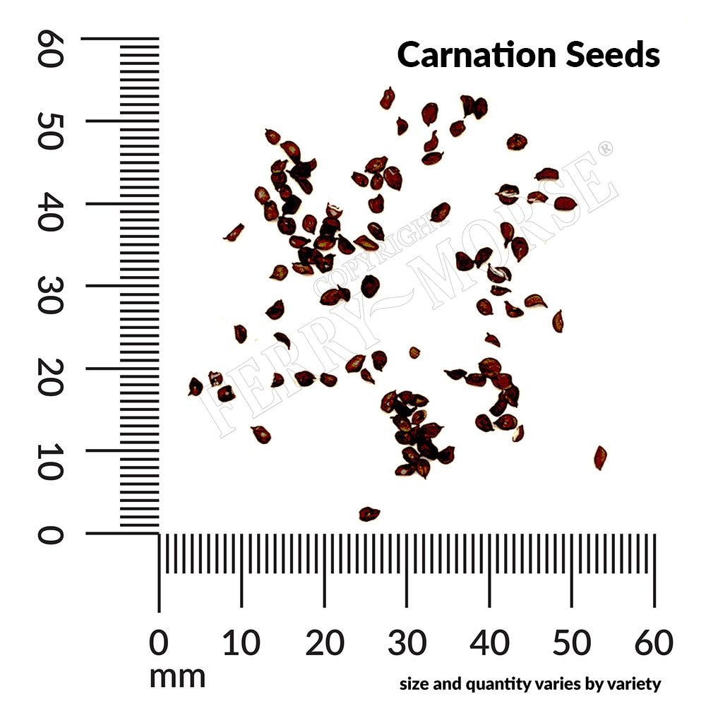 Ferry-Morse LC25.2256 seeds - View #4