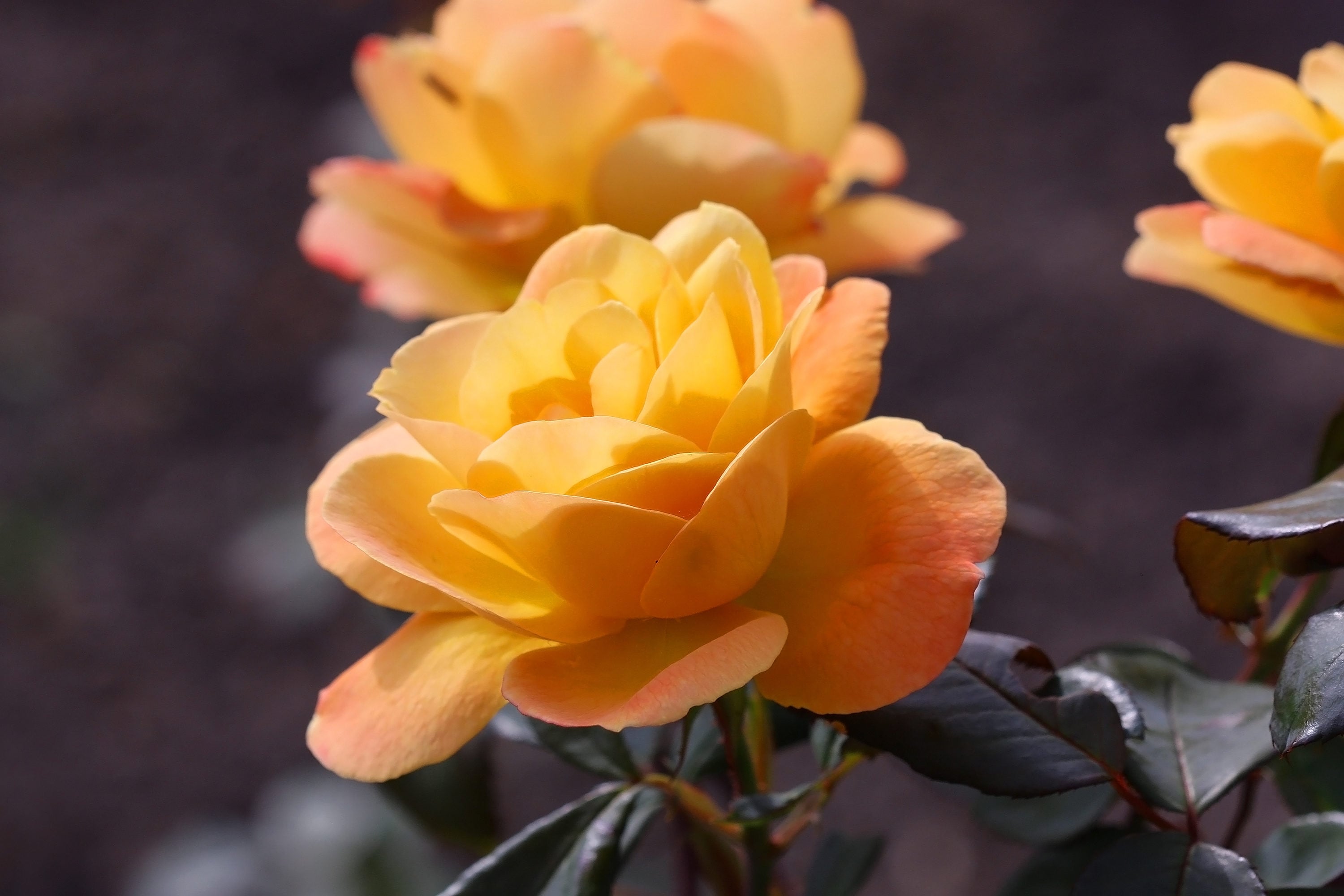 National Plant Network LW1356 roses - View #2