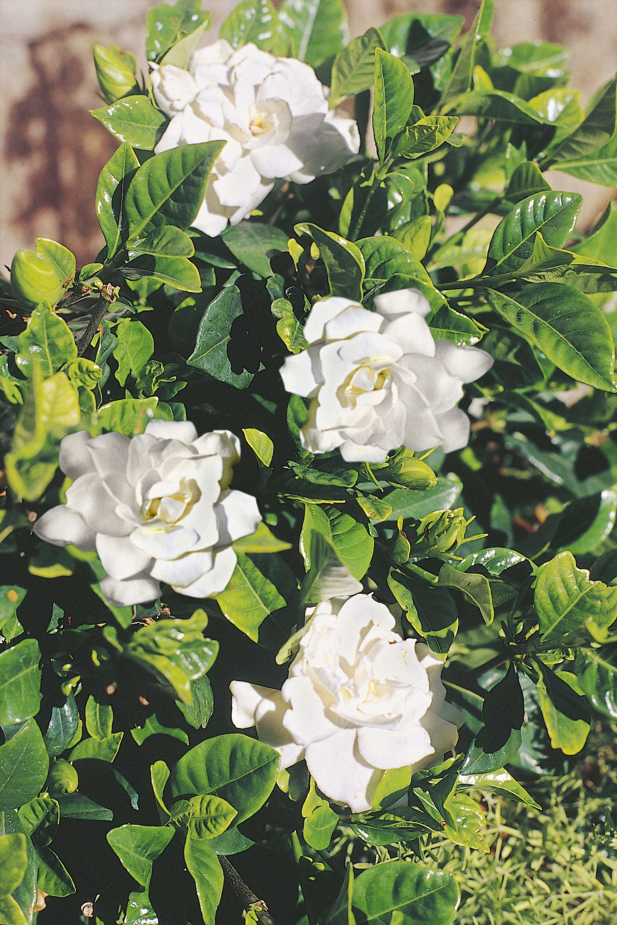 Lowe's White Radicans Dwarf Gardenia Flowering Shrub In Pot (With Soil) in  the Shrubs department at