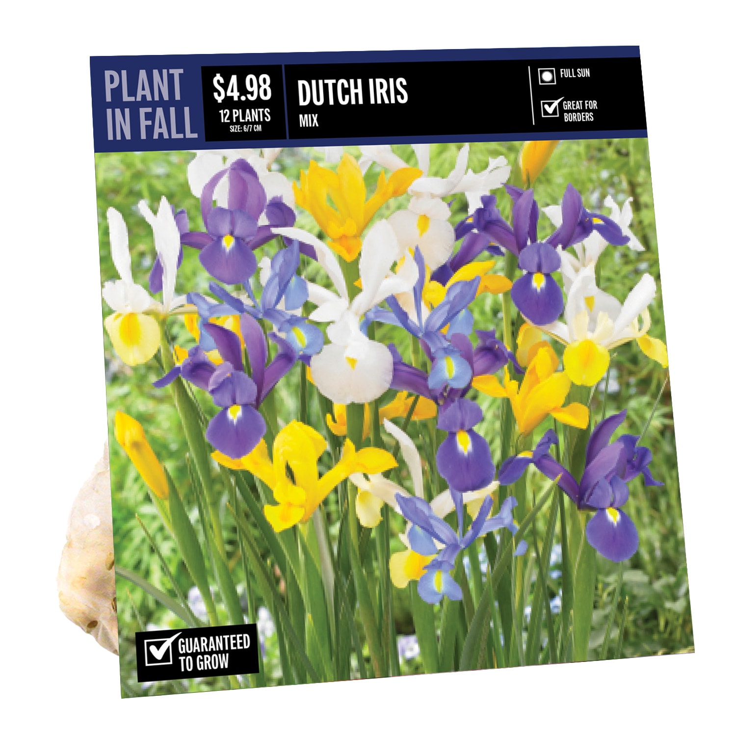  NURSERY DUTCH IRIS MIXED PBS