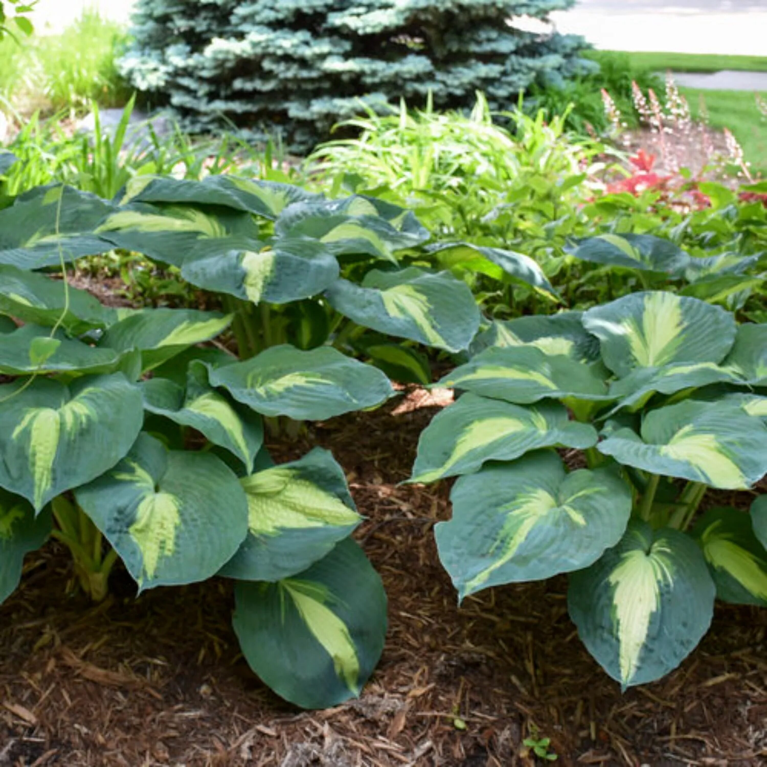Lowe's NURSERY perennials - View #3
