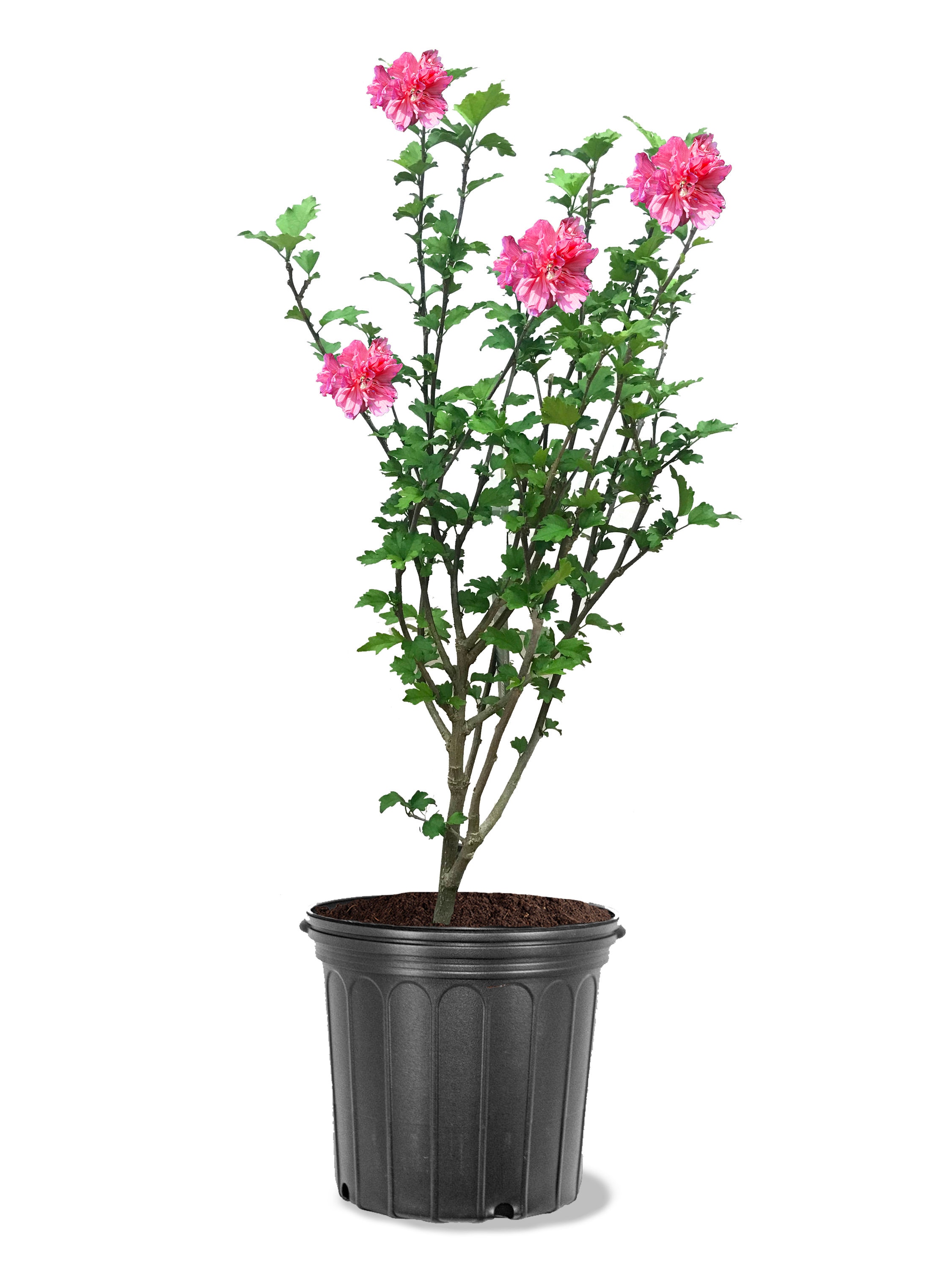 Pink Chiffon® Hibiscus 'Rose of Sharon' - 3 or 7 gallon container – Lots of  Plants