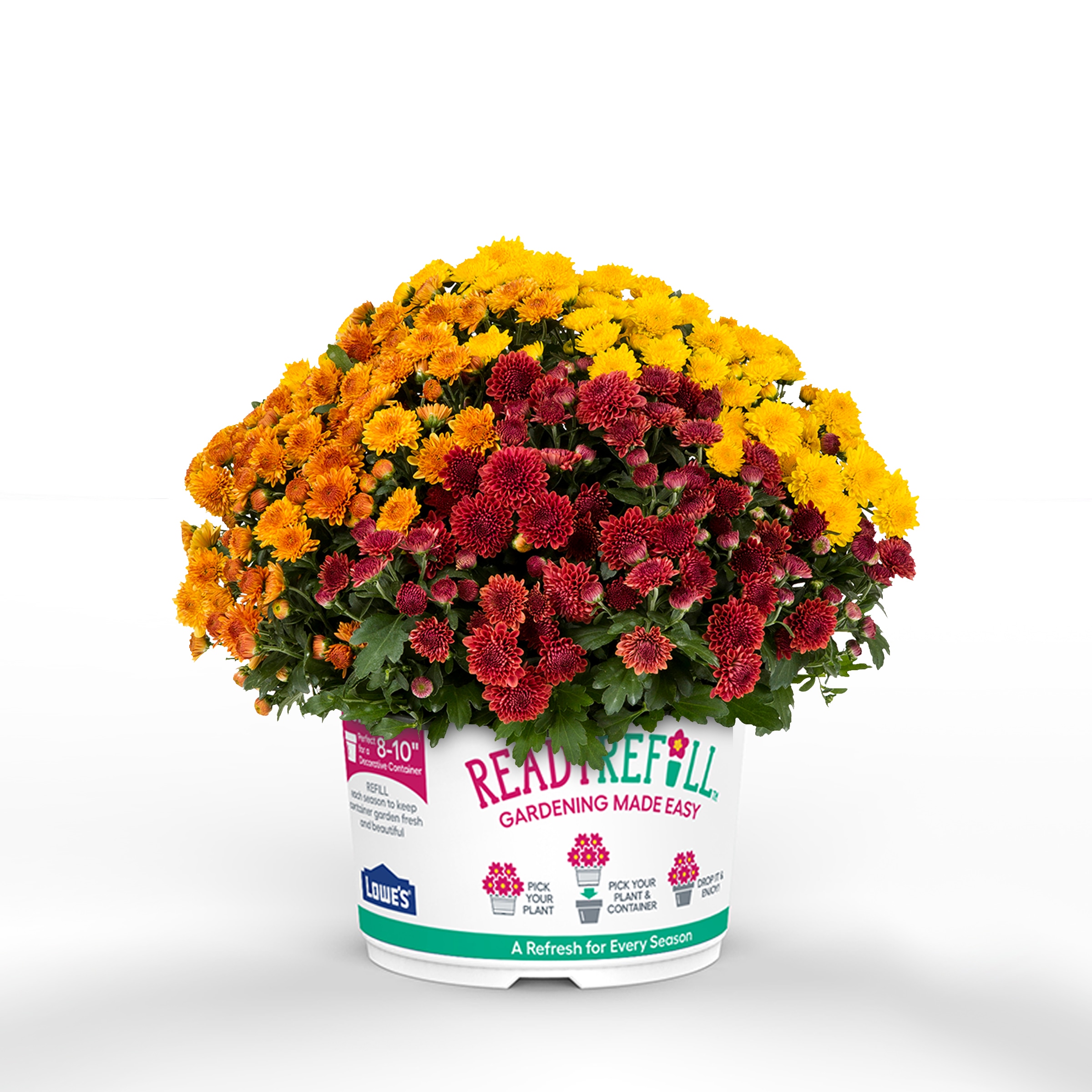 Ready Refill NURSERY Multicolor Mum in 1.5-Gallon Pot