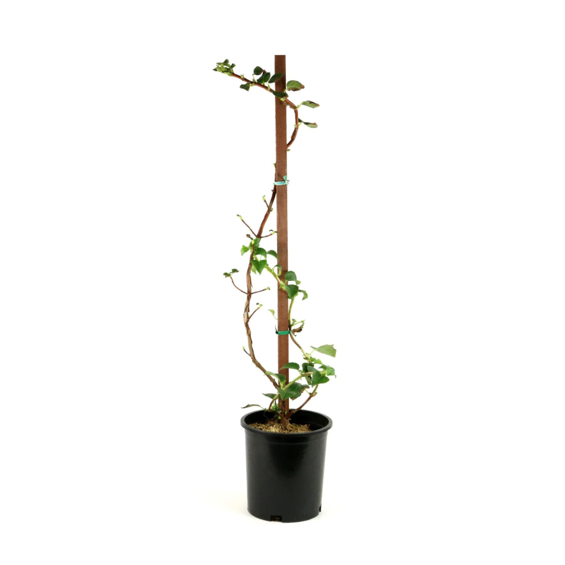 Lowe's NURSERY 1.5 -Gallon Pot Climbing Hydrangea
