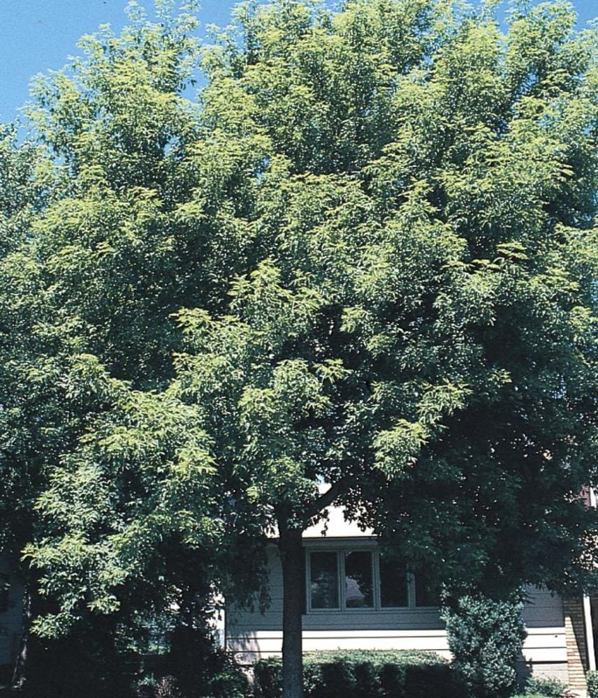 Shade Box Elder Plants, Bulbs & Seeds at Lowes.com