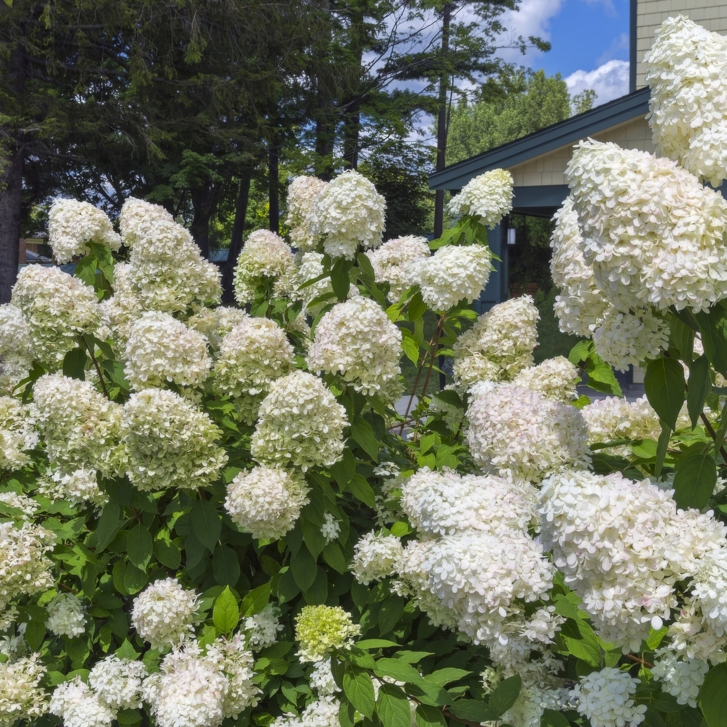 National Plant Network LW2722 shrubs - View #8