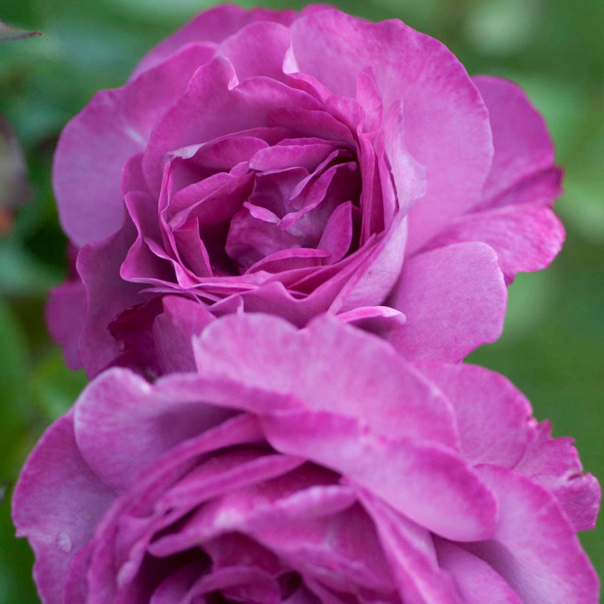 Spring Hill Nurseries 86300 roses - View #2