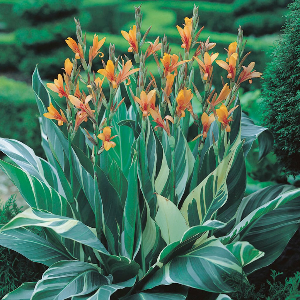 Van Zyverden 83453 Plant-Bulbs - View #3