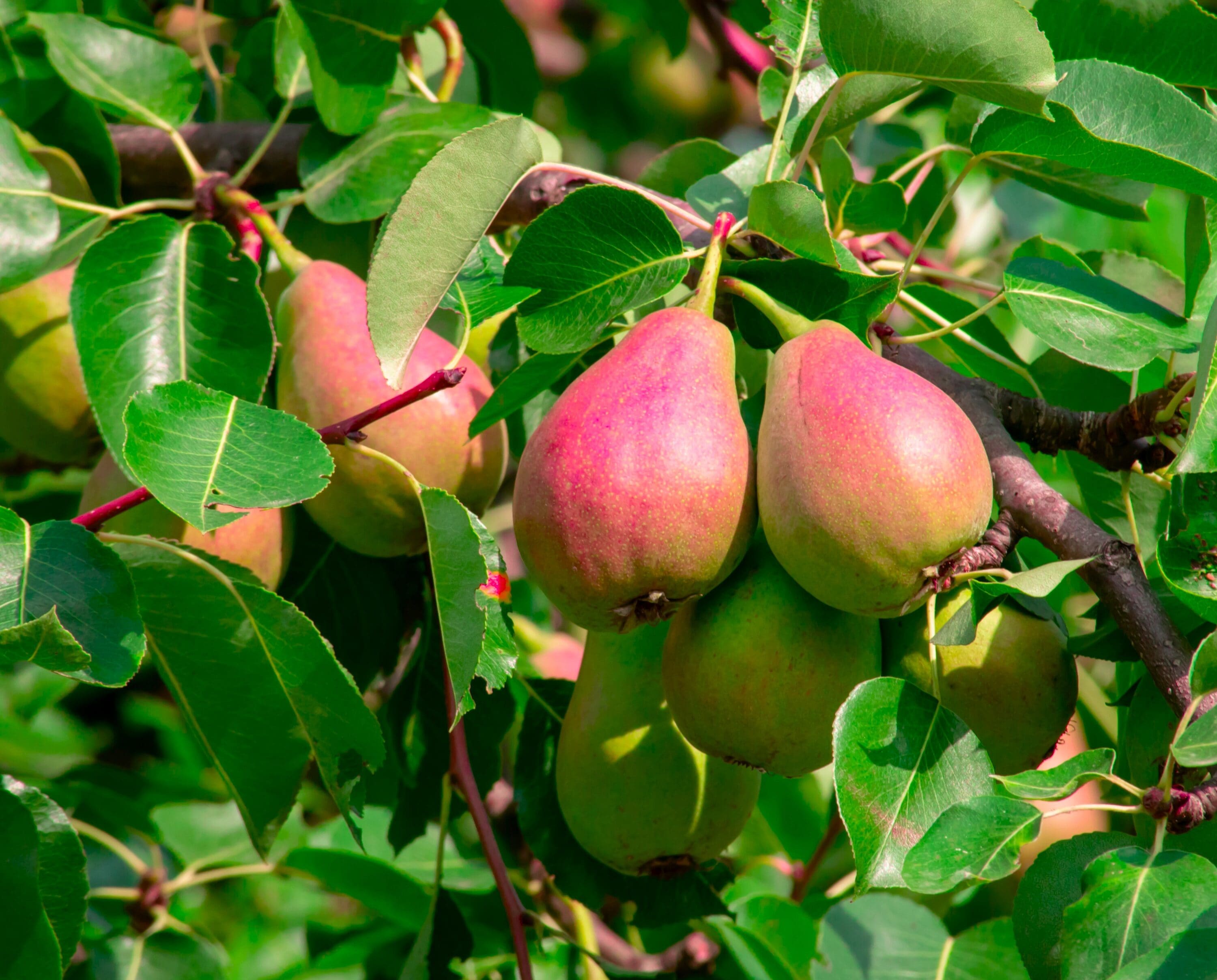 Online Orchards Royal Ann Cherry Tree - Prunus avium - Bare Root
