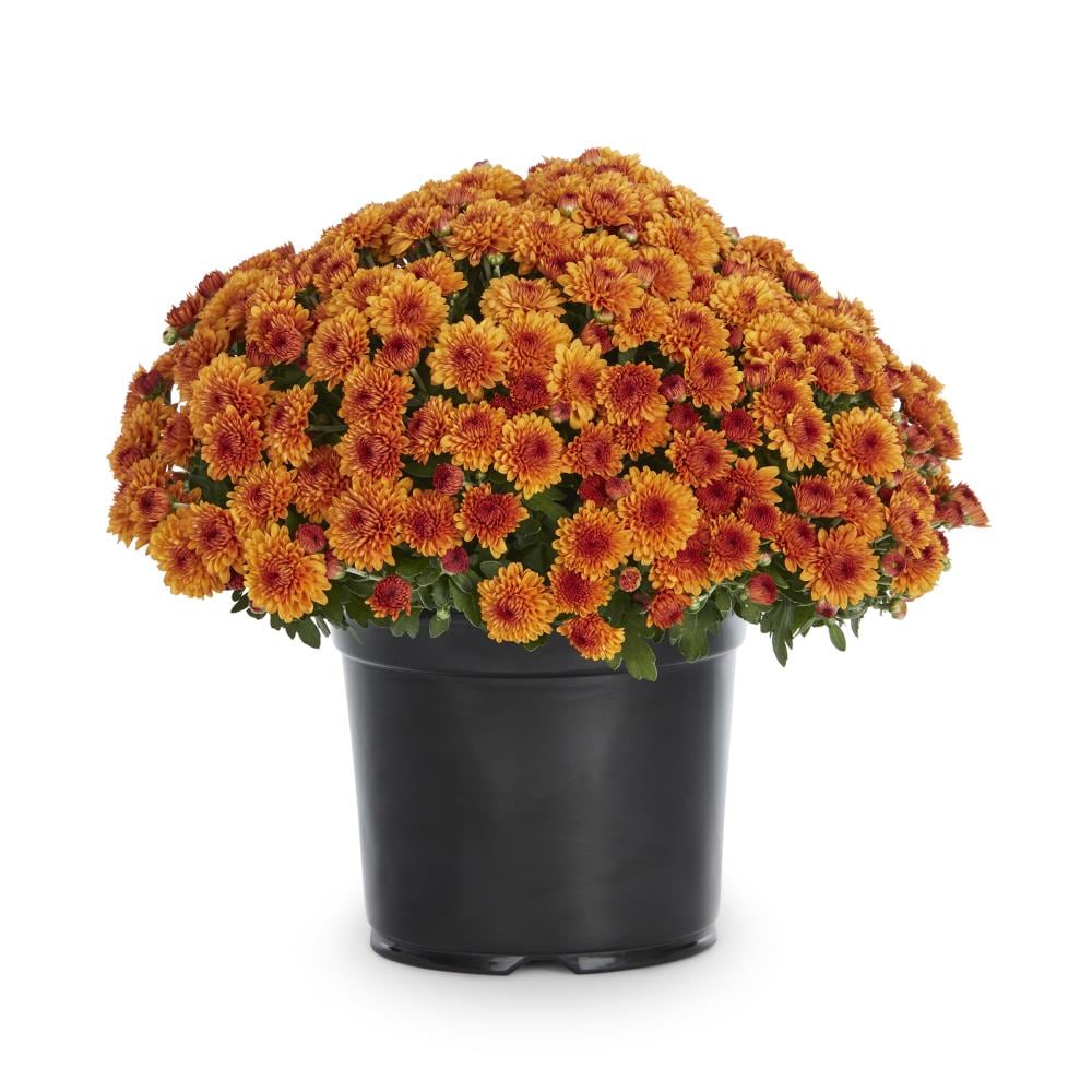 Lowe's NURSERY Orange Mum in 3-Quart Pot - Thumbnail