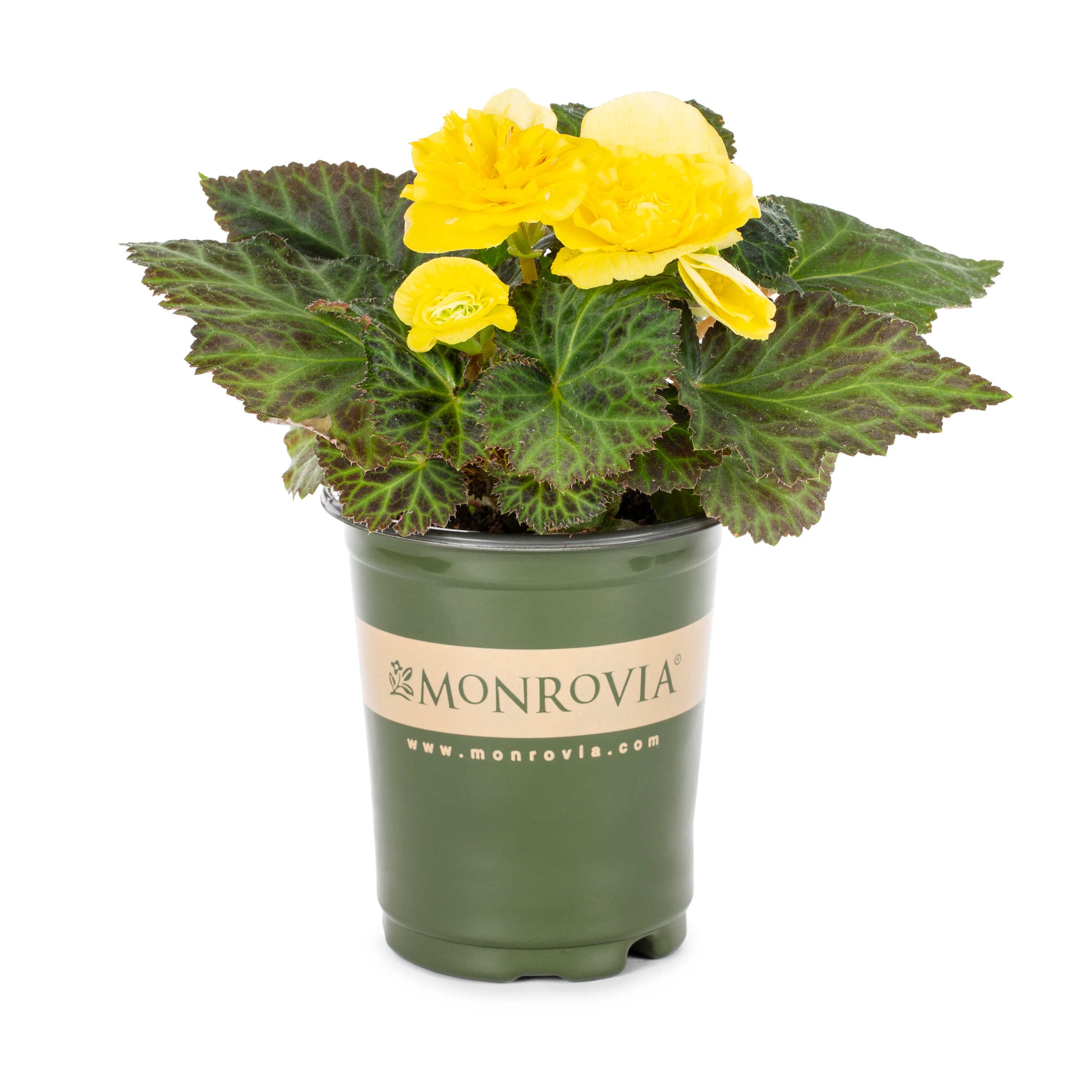 Lowe's 810076 Multicolor Begonia in 1-Quart Pot