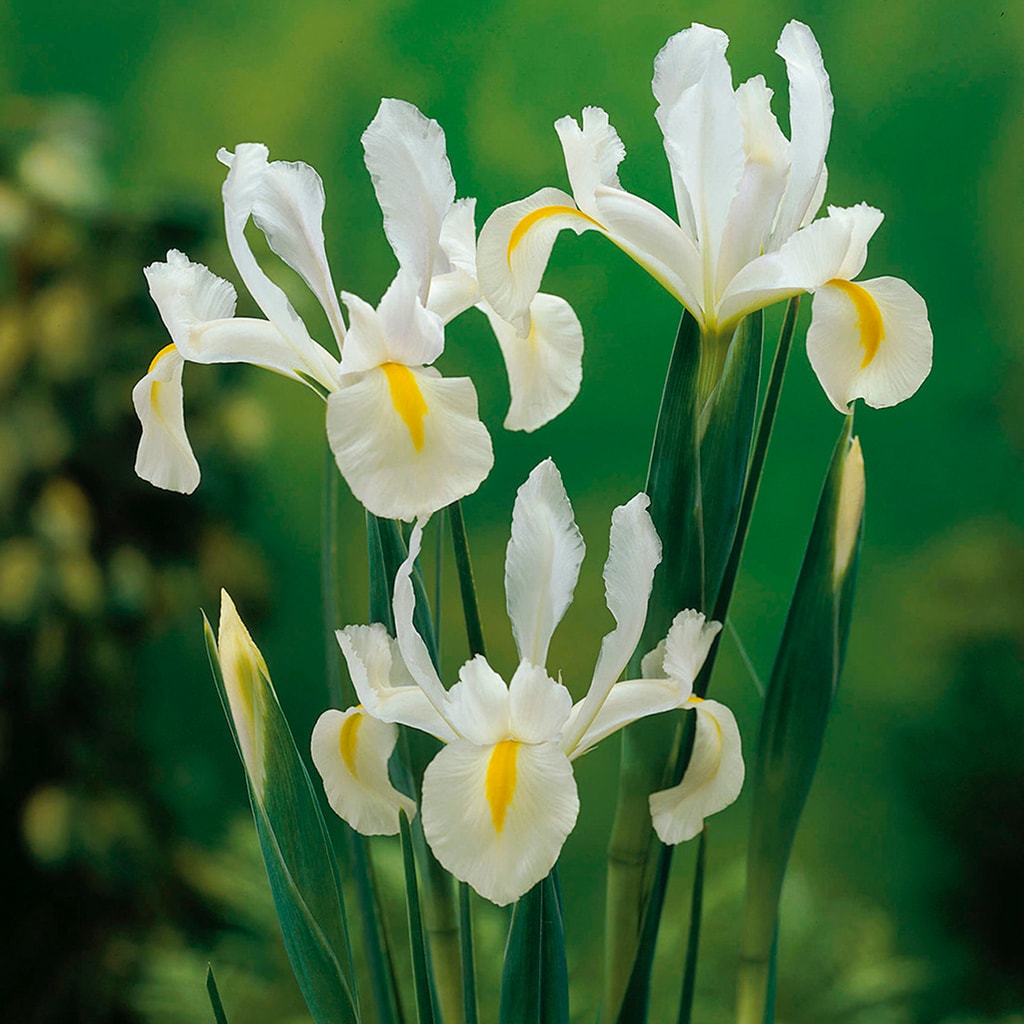 Van Zyverden 87241 Plant-Bulbs - View #2