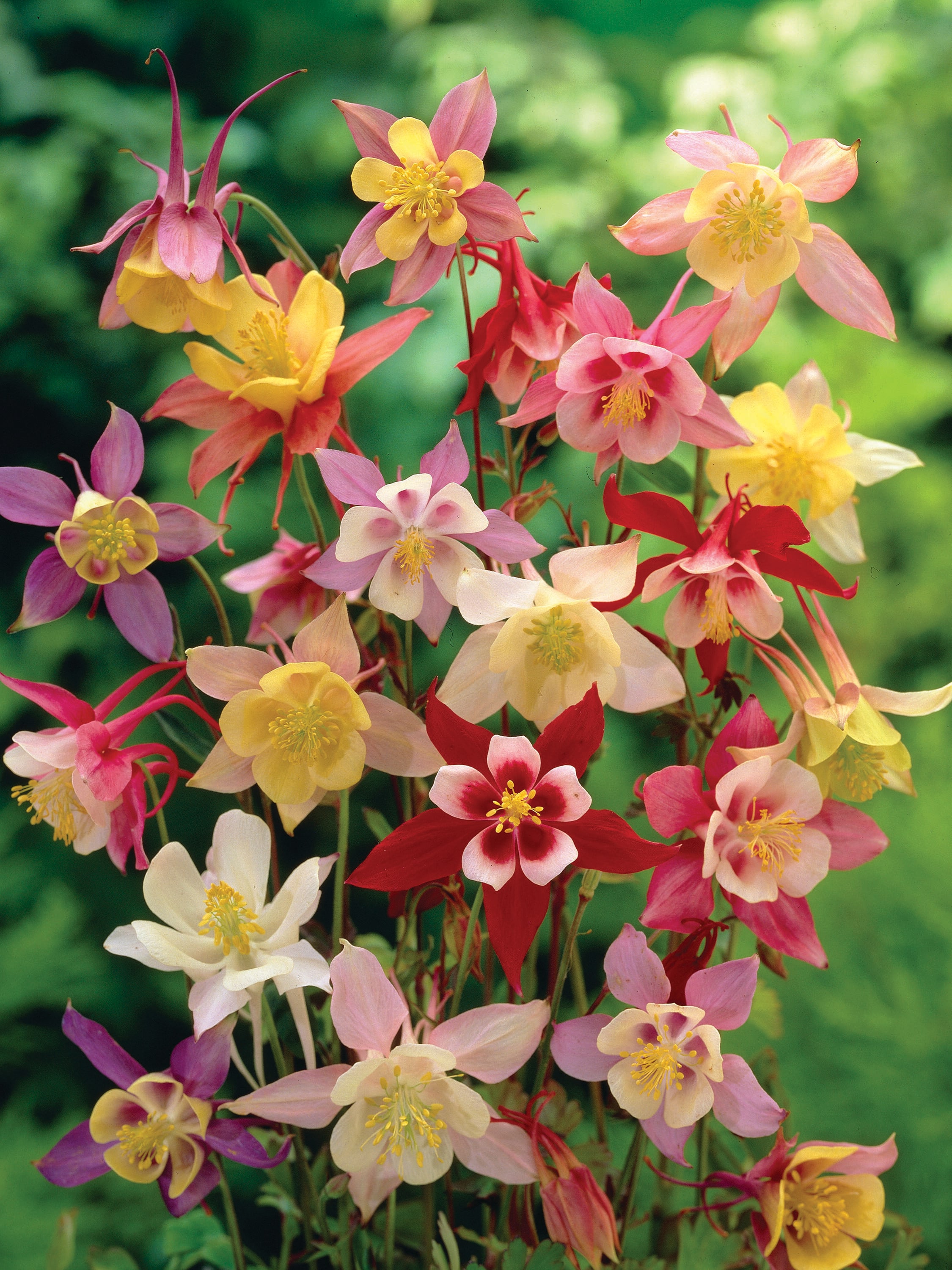 Garden State Bulb 08032 AQUILEGIA MCKANA GIANTS 9-PK PBS