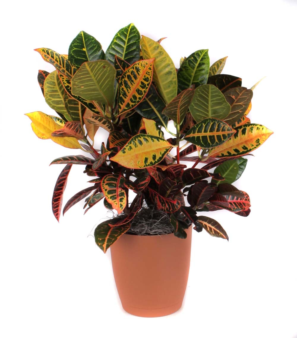 Croton Petra House Plant in 3.25-Quart Planter in the House Plants ...