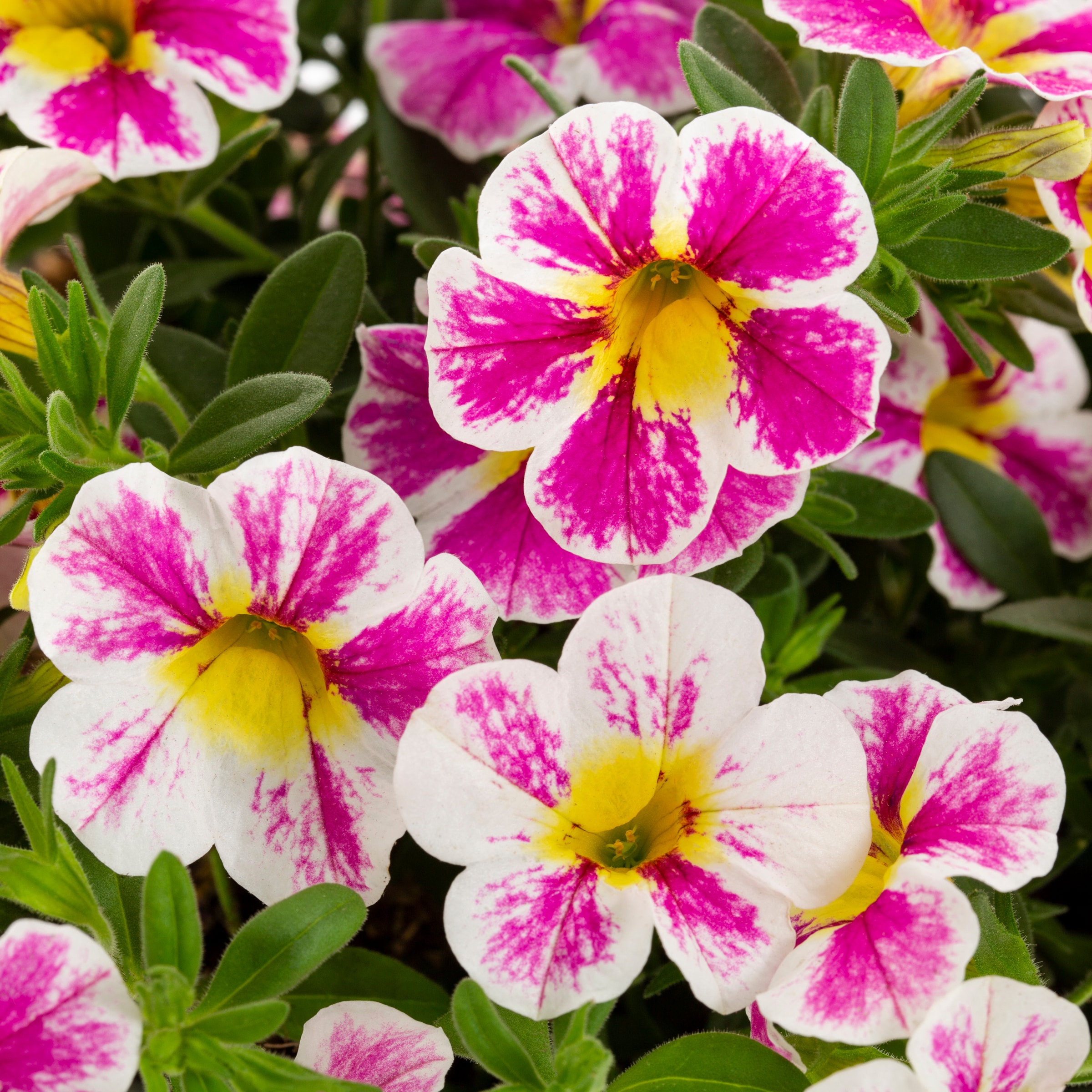 Proven Winners 4896 annuals - View #2
