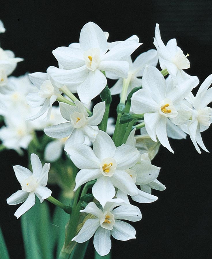 ZIVA' Paperwhite Narcissus (Narcissus x tazetta 'ZIVA