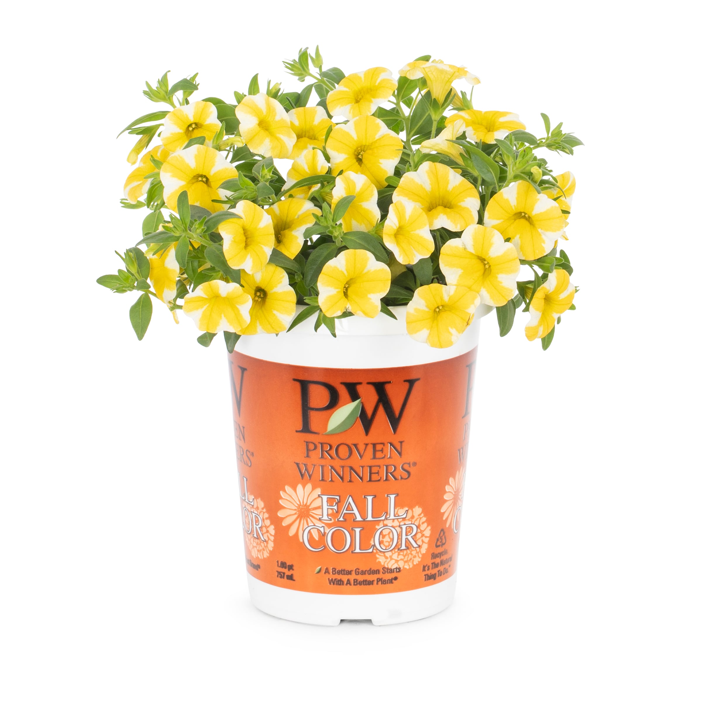 Lowe's NURSERY annuals - View #2