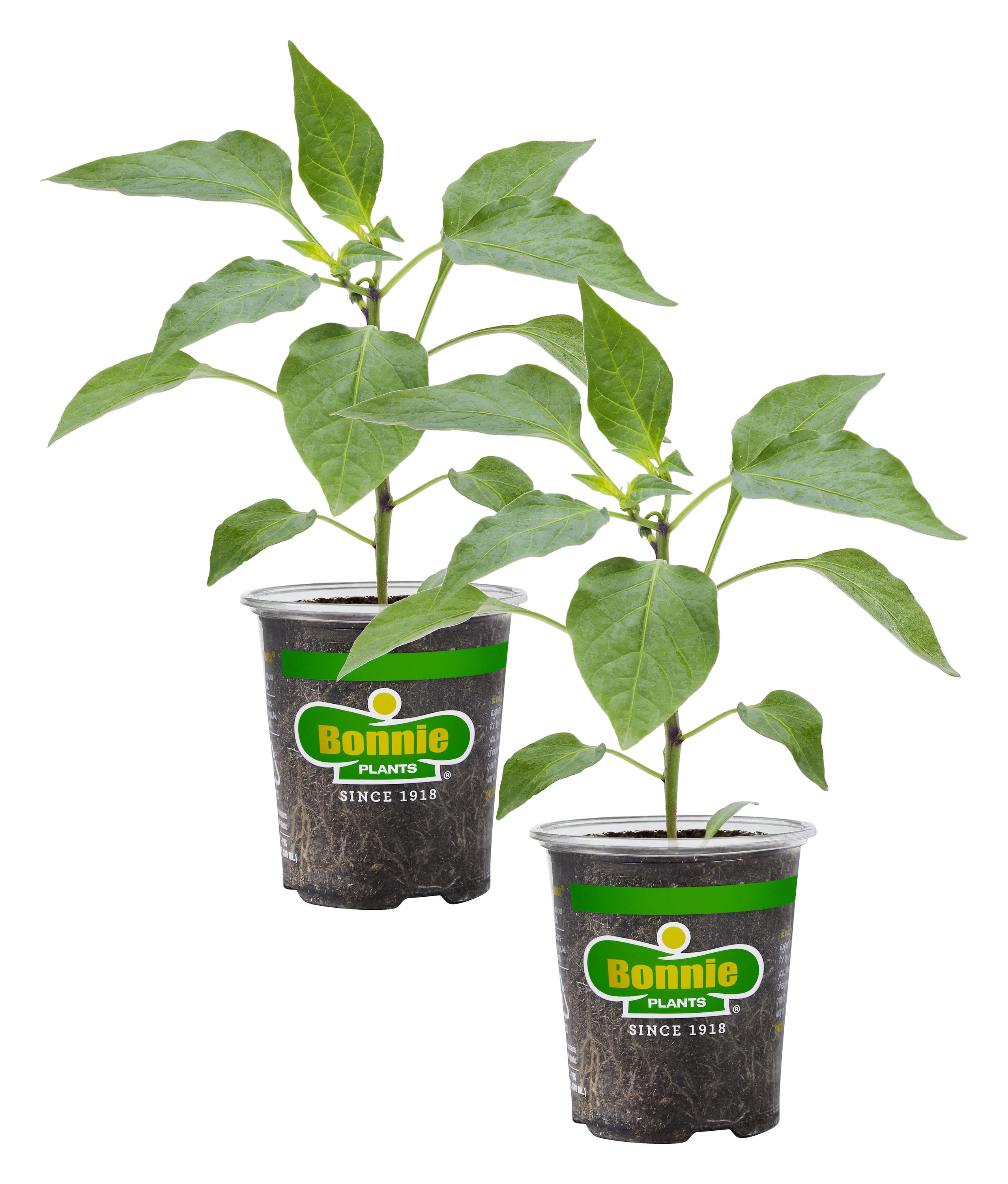bonnie plants 2-pack red bell pepper plant in 19.3-oz pot in the