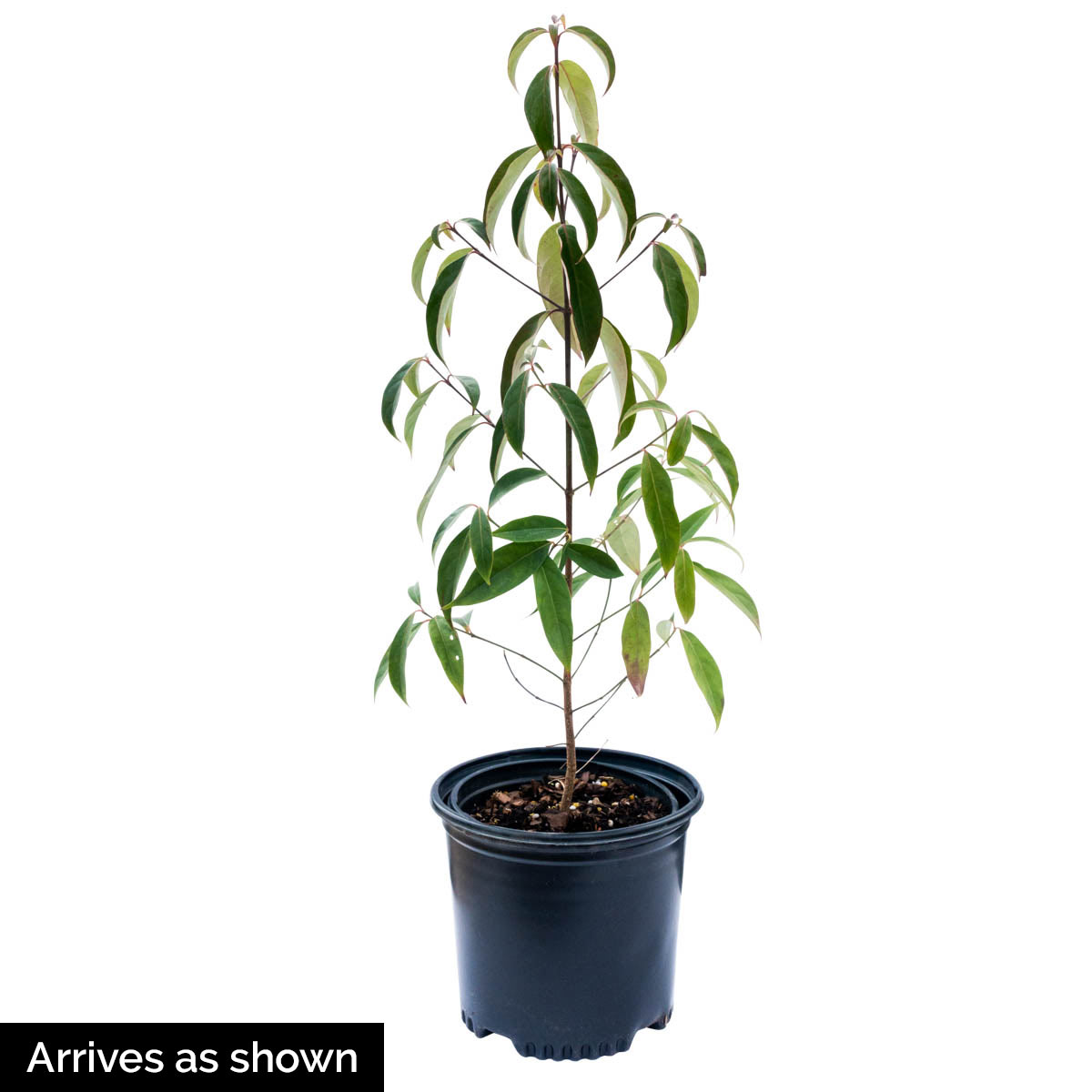Spring Hill Nurseries 87474 shrubs - View #4