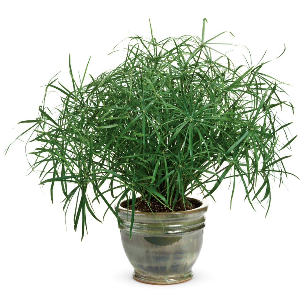 Lowe's NURSERY annuals - View #4