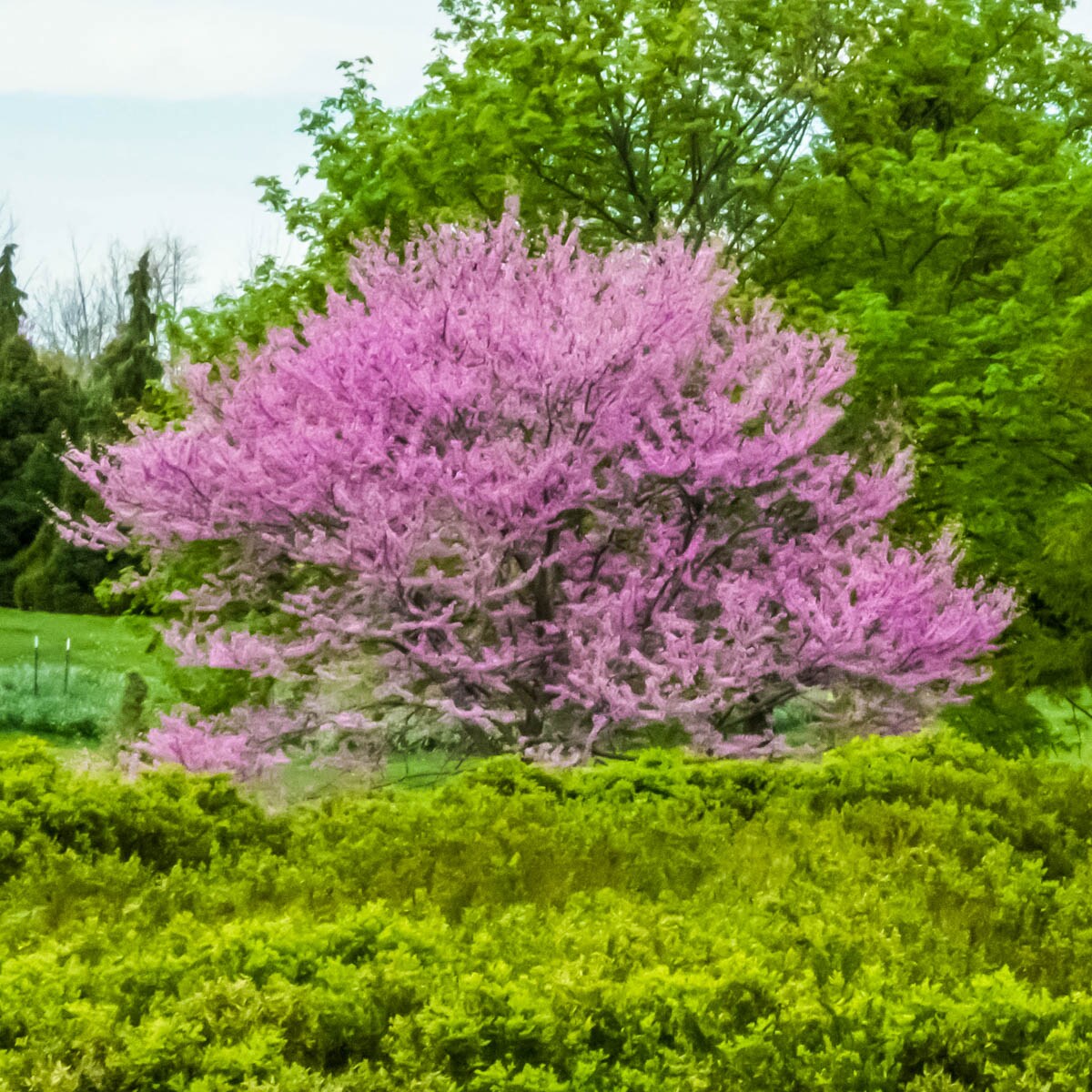 Spring Hill Nurseries 83627 trees - View #3