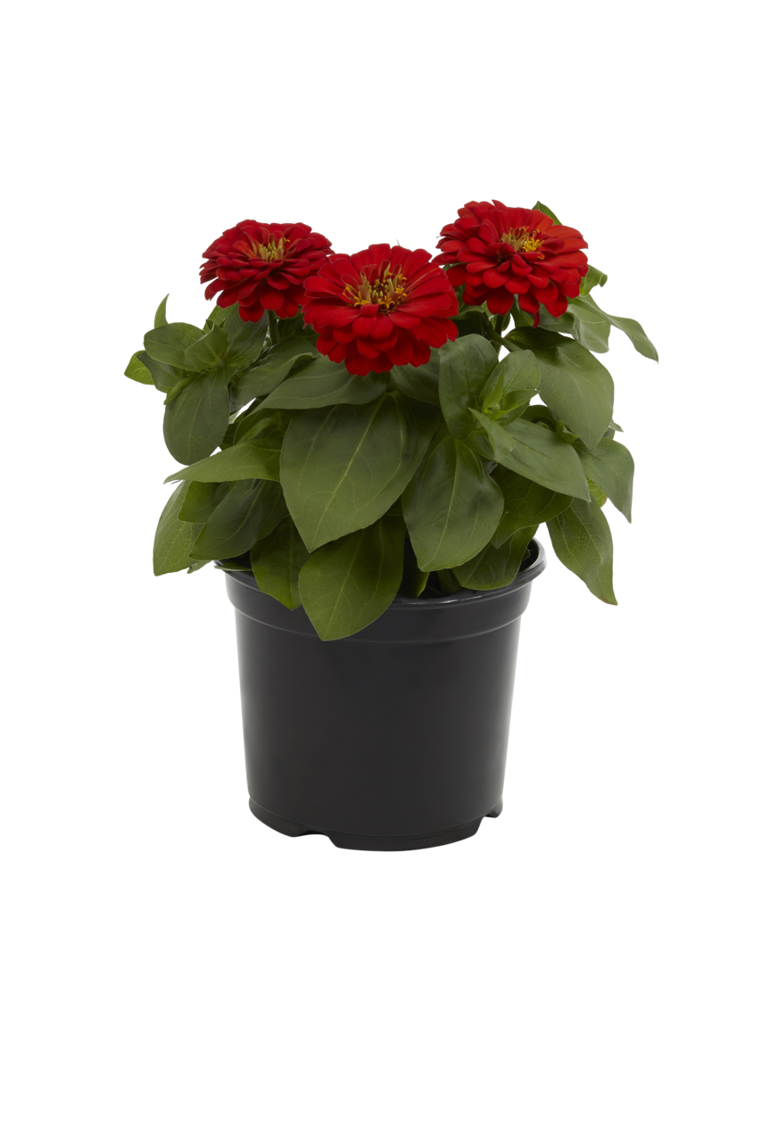 Metrolina Greenhouses 5116 annuals - View #5