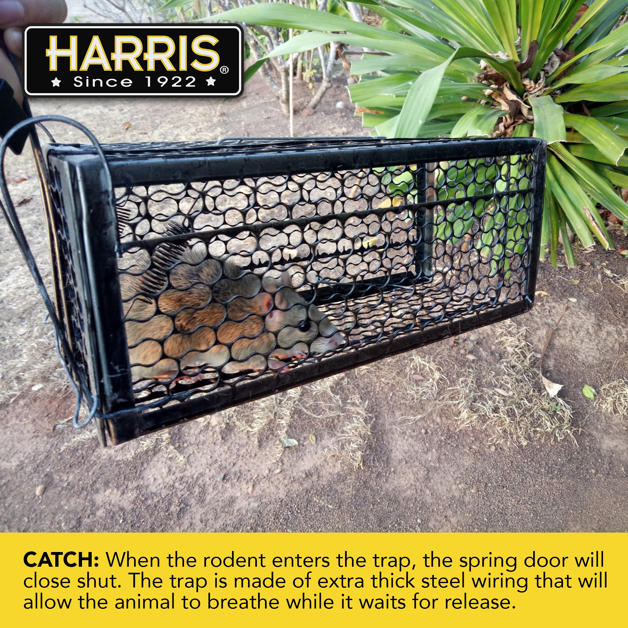 Harris Catch and Release Humane Squirrel and Rodent Trap RT-LIVE - The Home  Depot