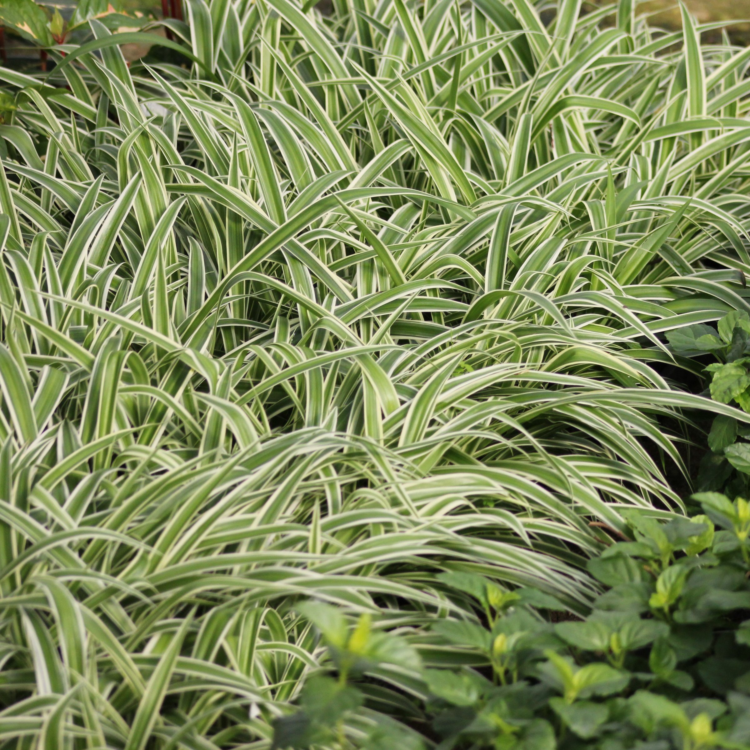 National Plant Network LW2371 hseplants - View #5
