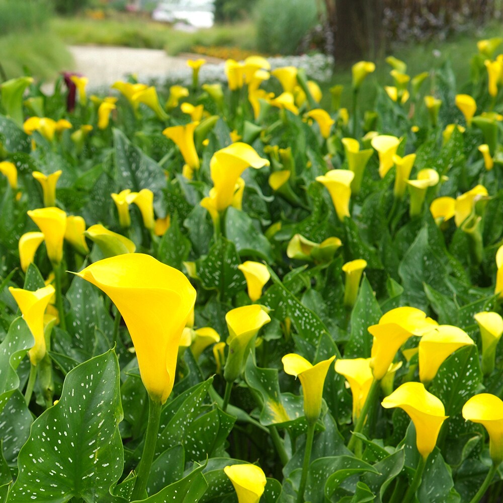 Altman Plants 0881239 perennials - View #7