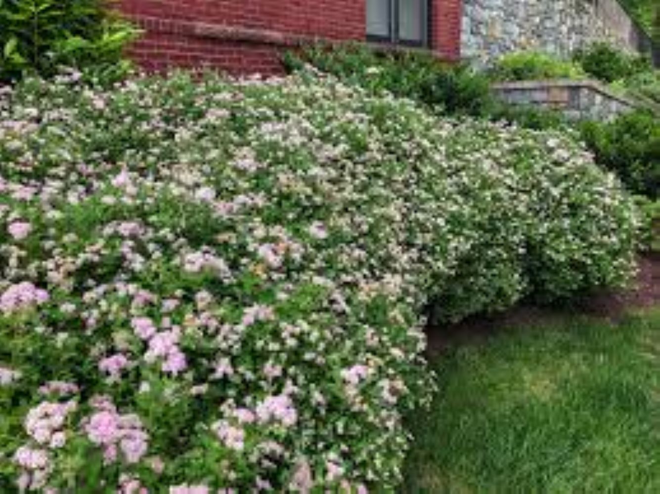 Lowe's NURSERY shrubs - View #4