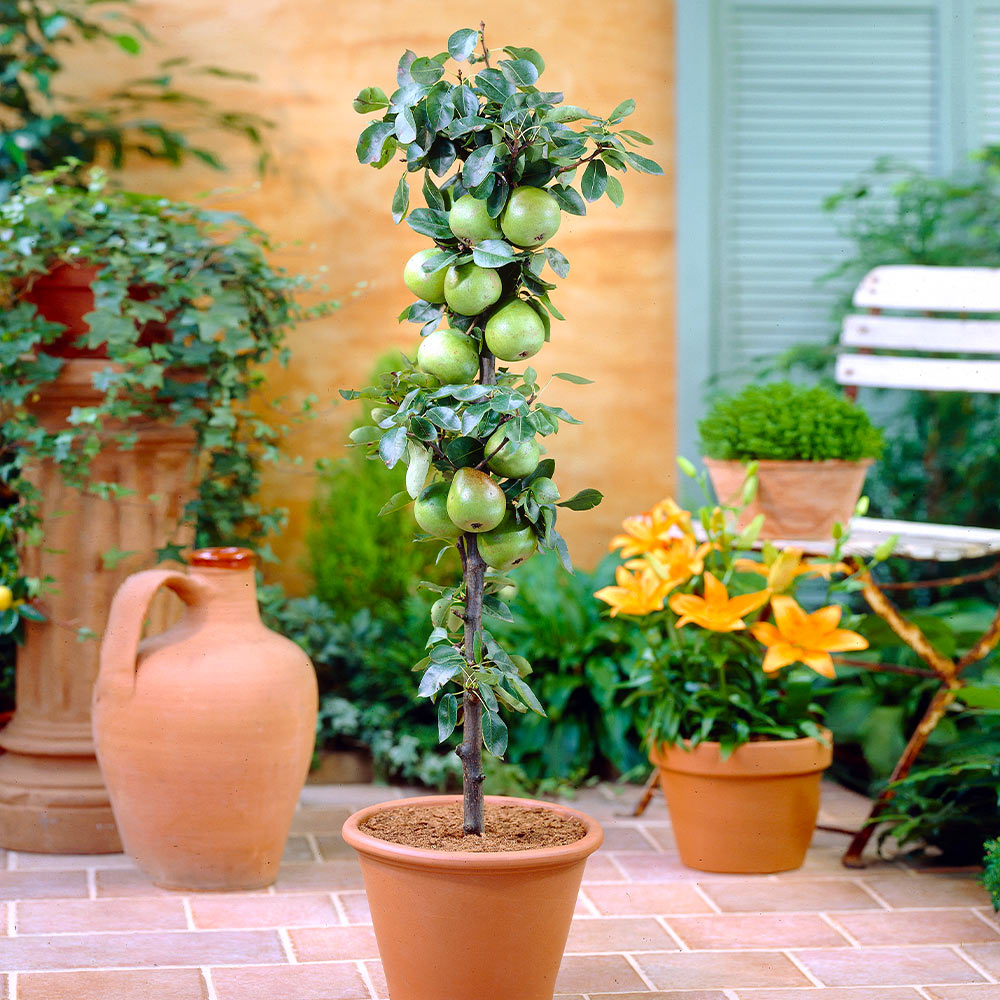 Brighter Blooms 12207 Fruit-Plants - View #4