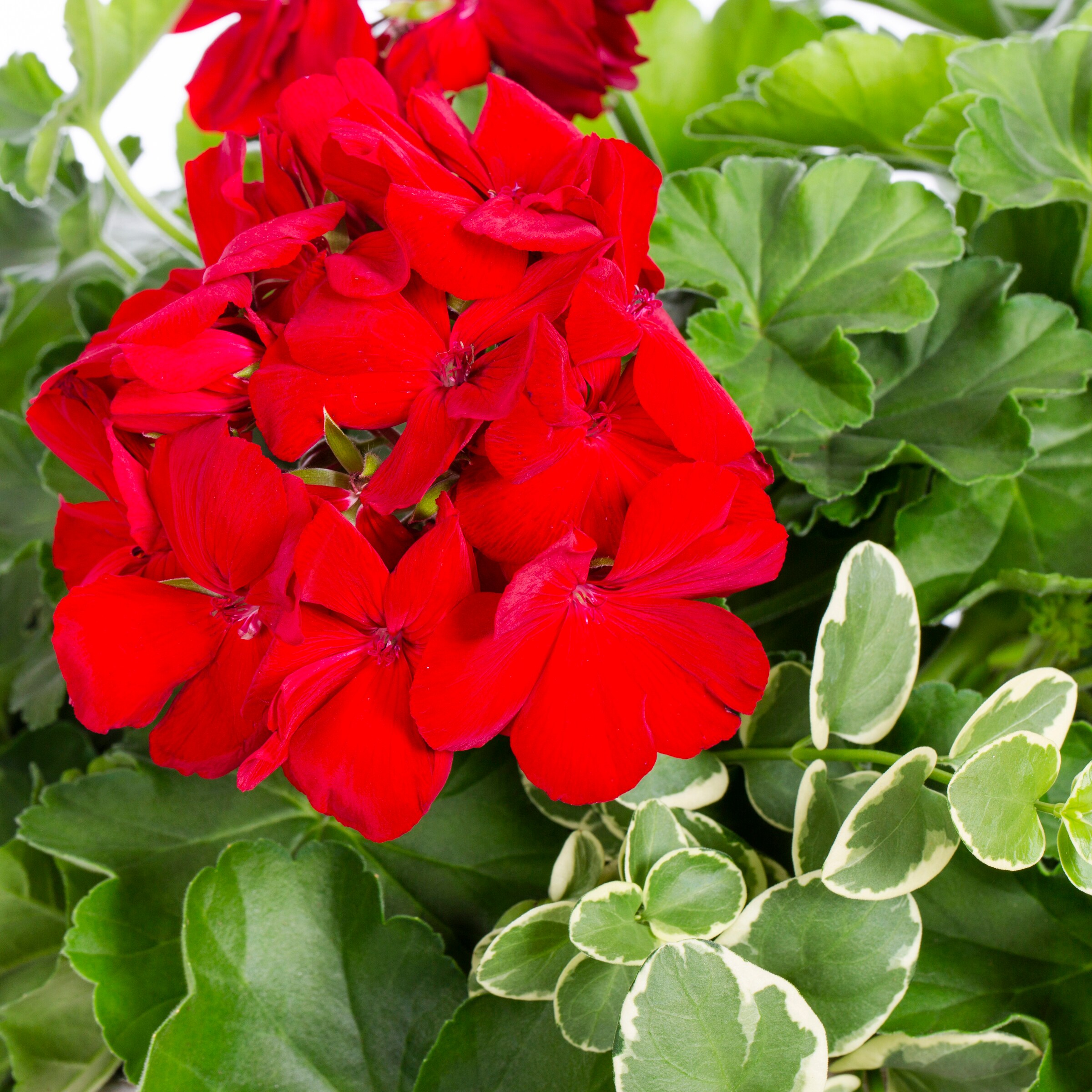 Lowe's 2.50GLGERPL annuals - View #8